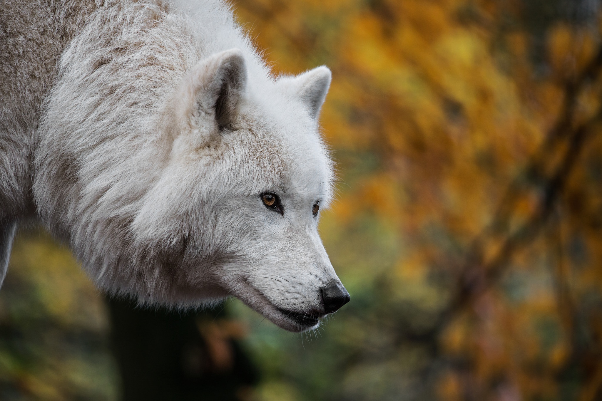 Baixar papel de parede para celular de Animais, Lobos, Lobo, Lobo Branco gratuito.