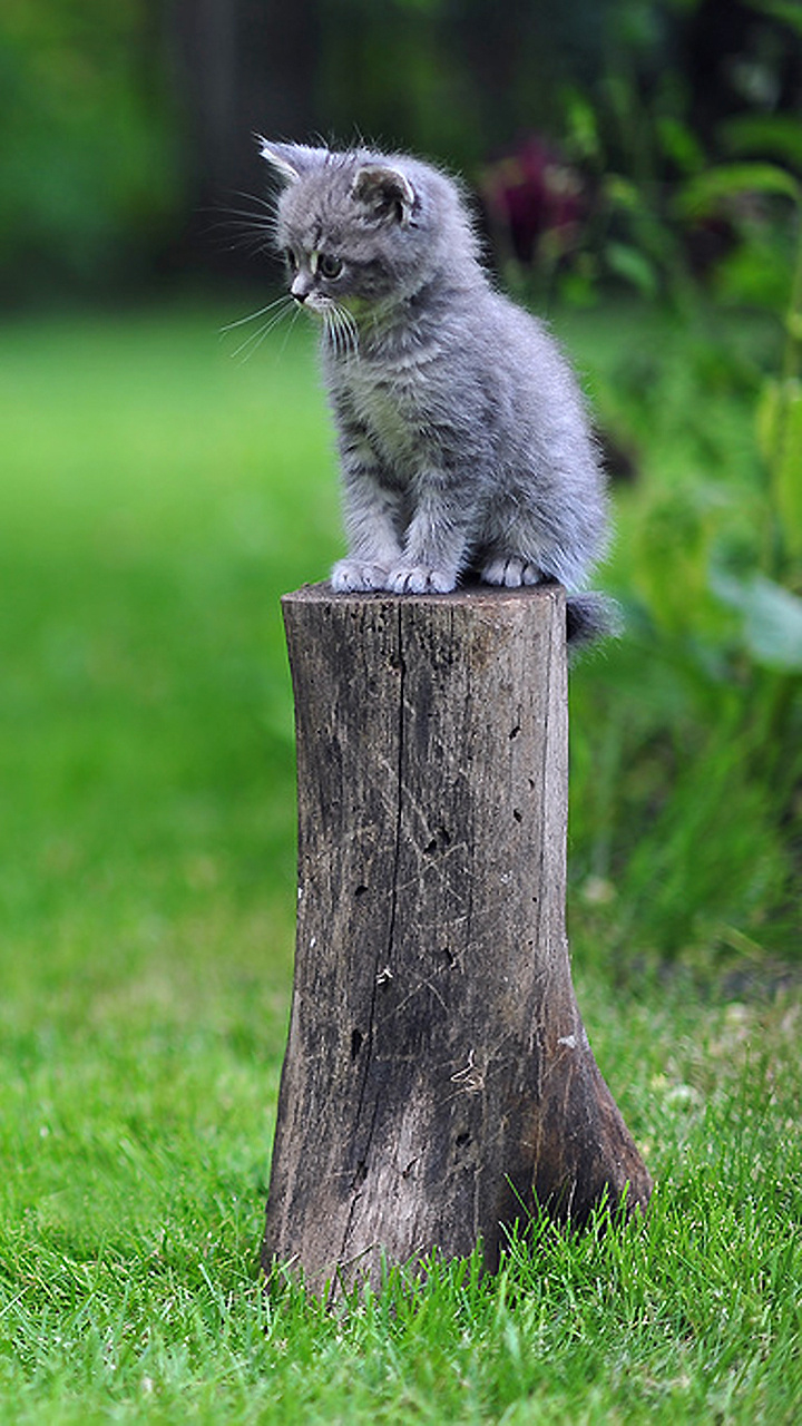 Handy-Wallpaper Tiere, Kätzchen, Süß, Katz & Hund kostenlos herunterladen.