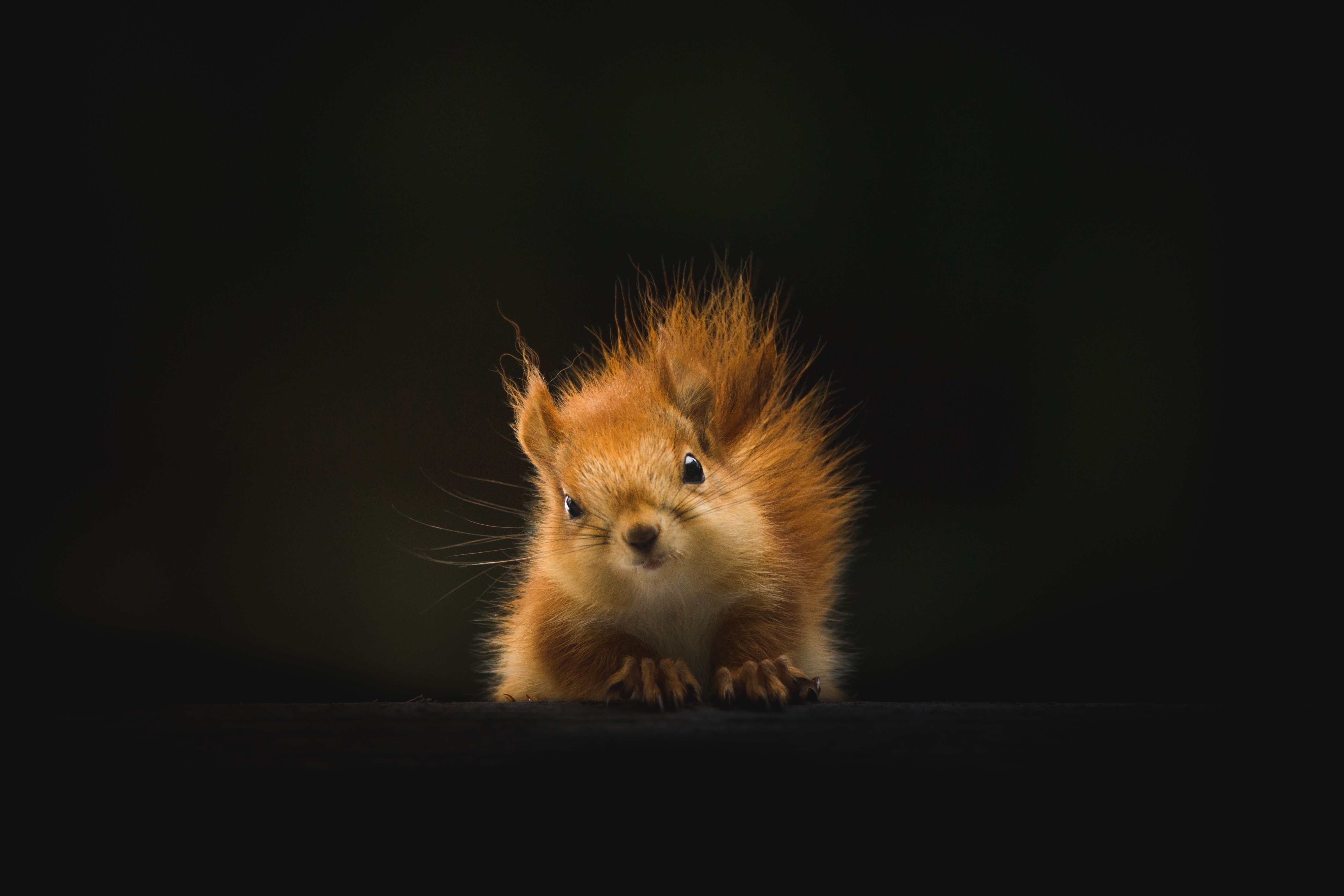 100389 Bild herunterladen eichhörnchen, tiere, flauschige, tier - Hintergrundbilder und Bildschirmschoner kostenlos
