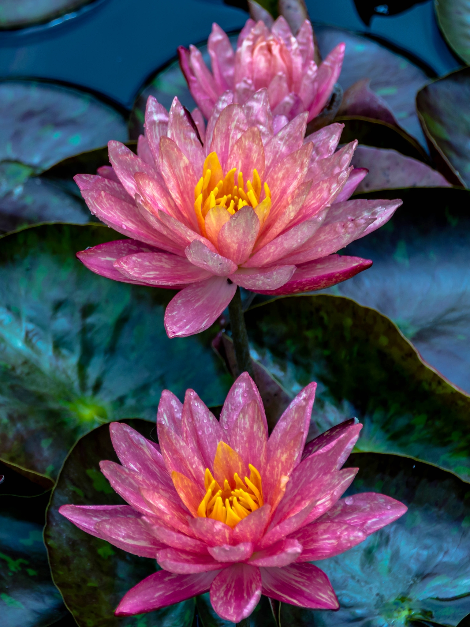 Download mobile wallpaper Nature, Flowers, Flower, Close Up, Leaf, Earth, Water Lily, Pink Flower, Lily Pad for free.