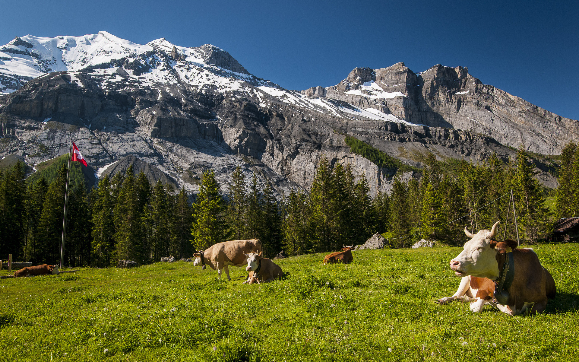 538148 завантажити шпалери тварина, корова, пейзаж, луг, гора, швейцарія - заставки і картинки безкоштовно