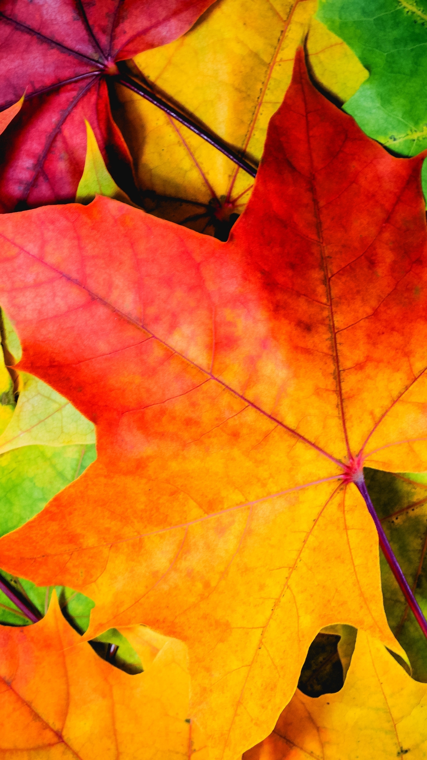 Download mobile wallpaper Leaf, Earth, Maple Leaf for free.