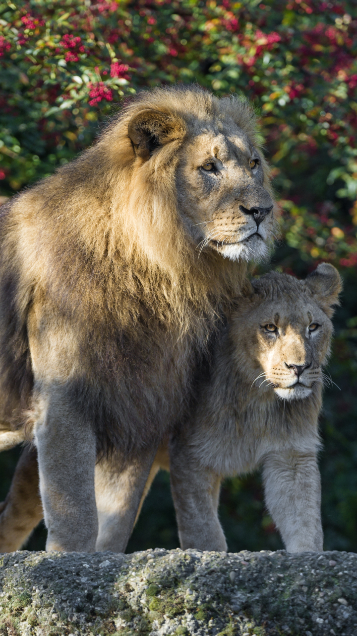 Download mobile wallpaper Cats, Lion, Lioness, Animal for free.