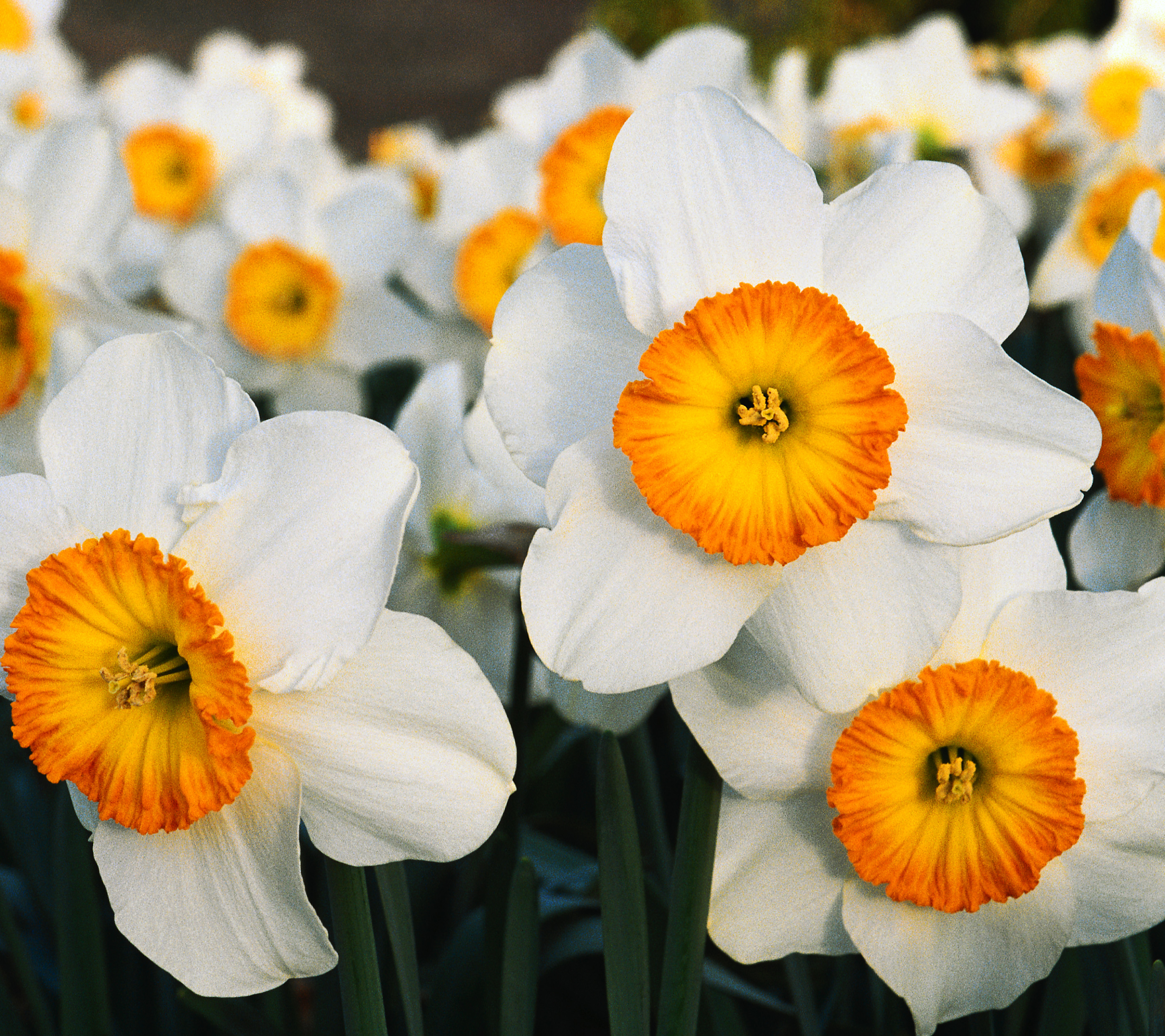 Download mobile wallpaper Flowers, Earth, Daffodil for free.