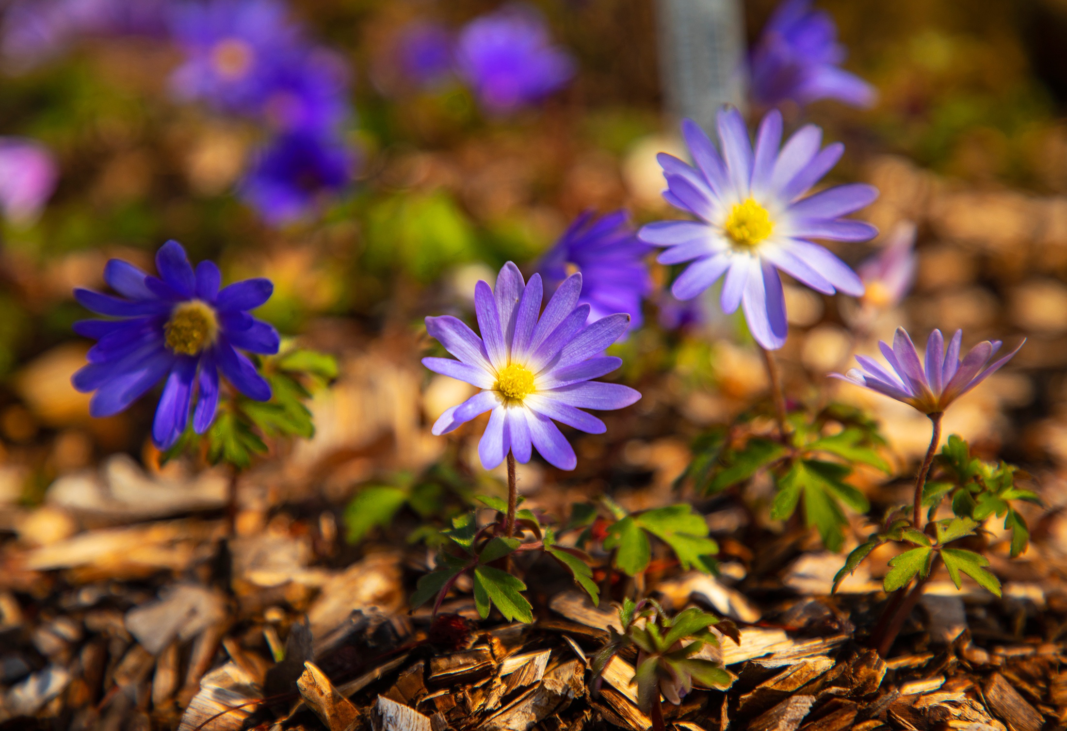 Download mobile wallpaper Flowers, Earth, Anemone for free.