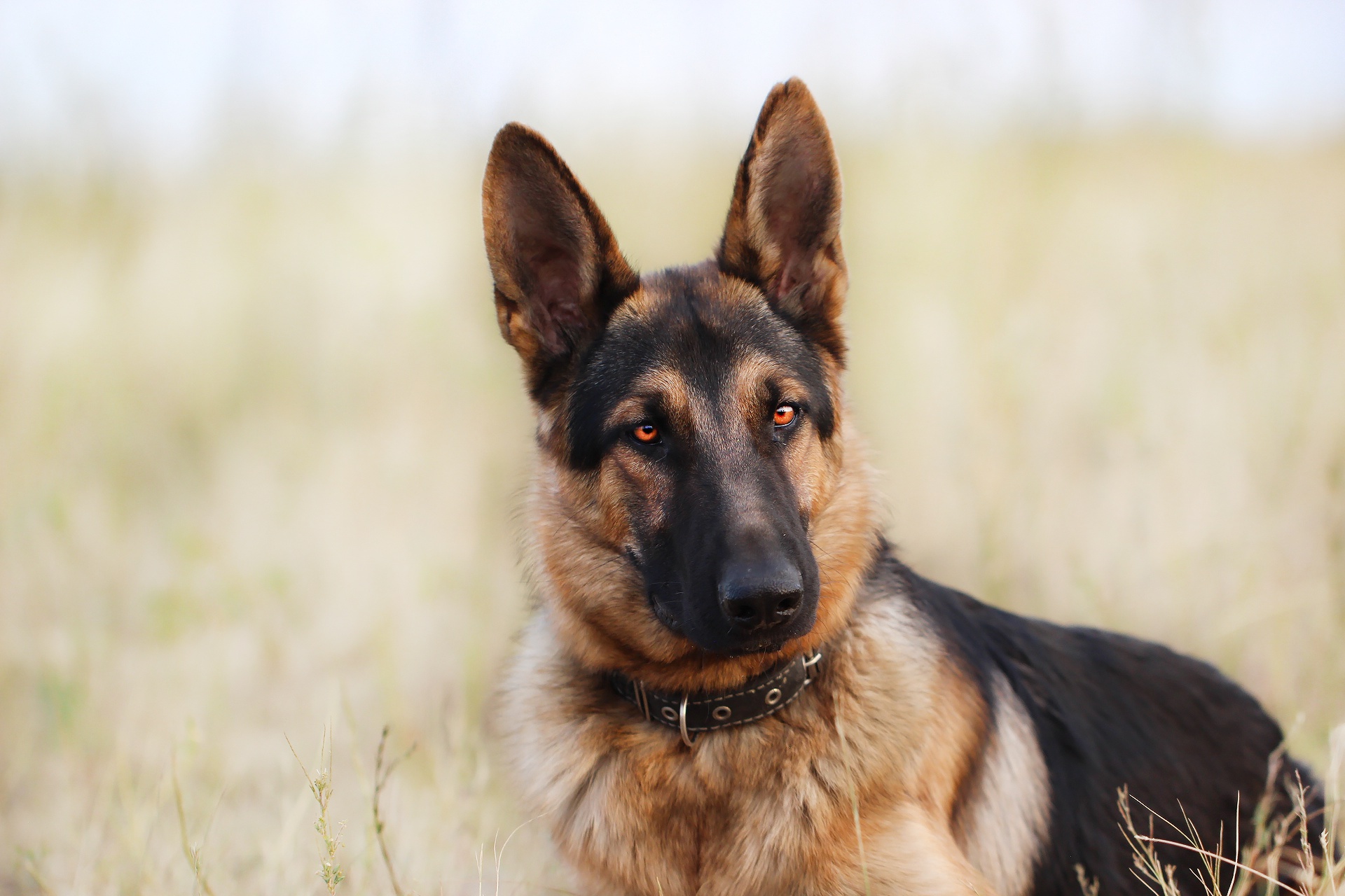 Handy-Wallpaper Tiere, Hunde, Hund, Schäferhund kostenlos herunterladen.