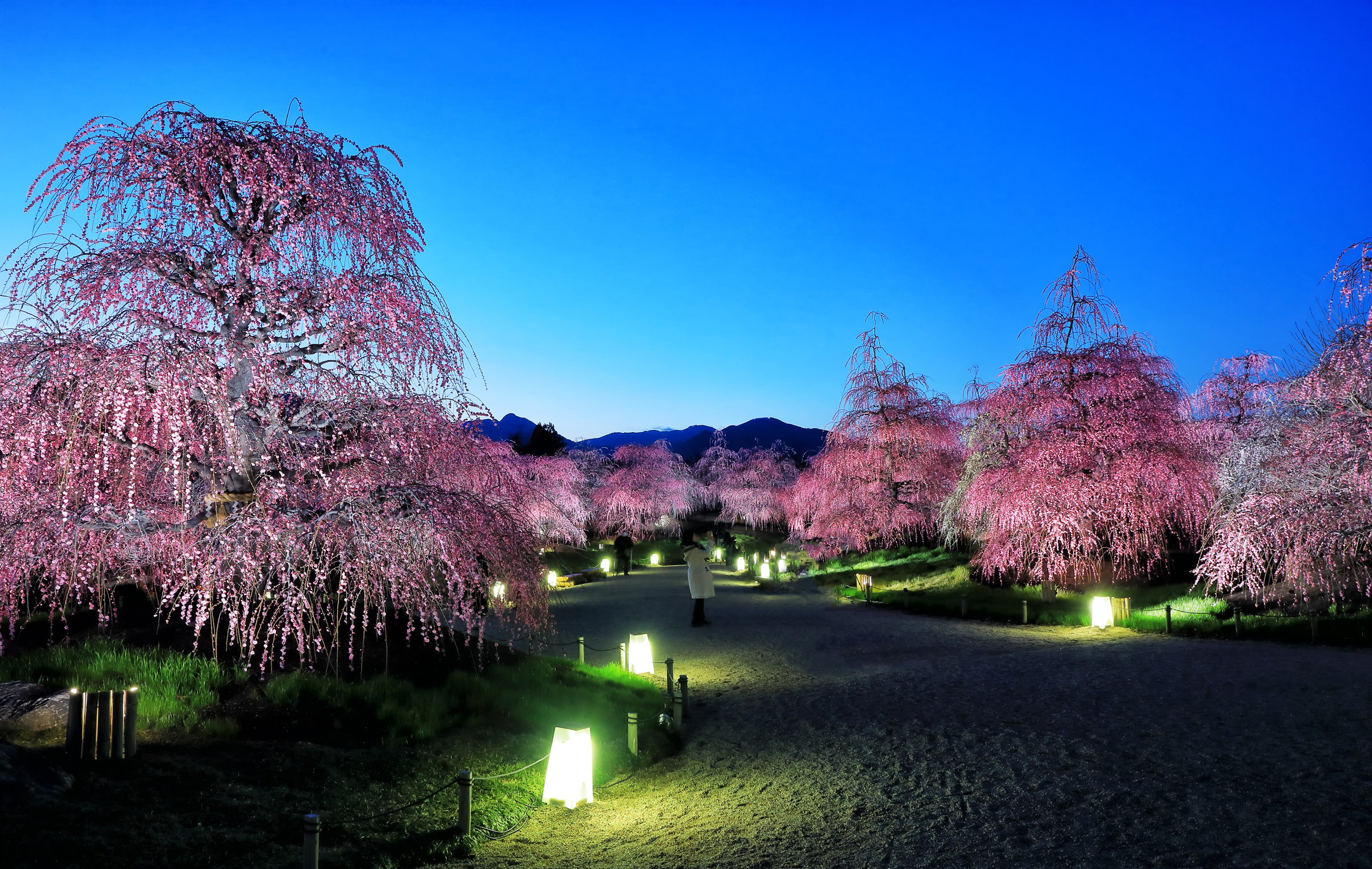 Download mobile wallpaper Night, Sakura, Park, Earth, Spring, Tokyo, Photography, Cherry Blossom for free.