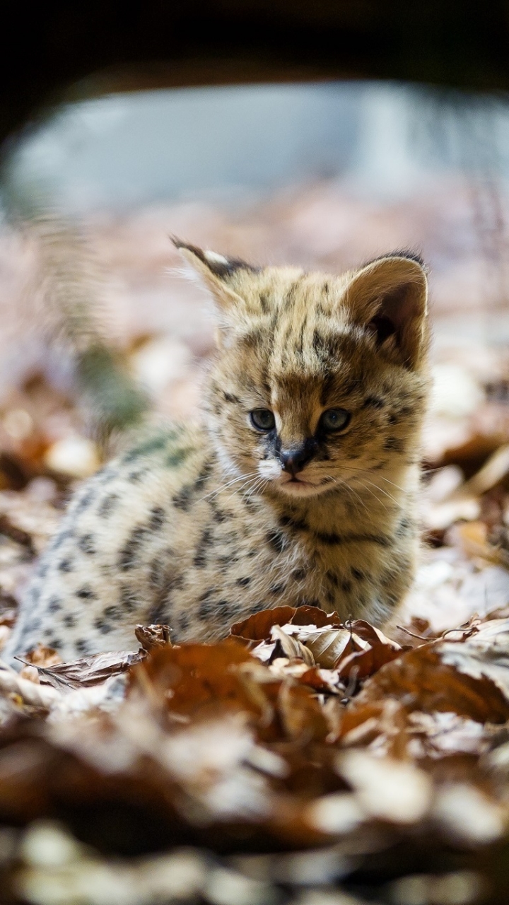 Download mobile wallpaper Cats, Animal, Serval for free.