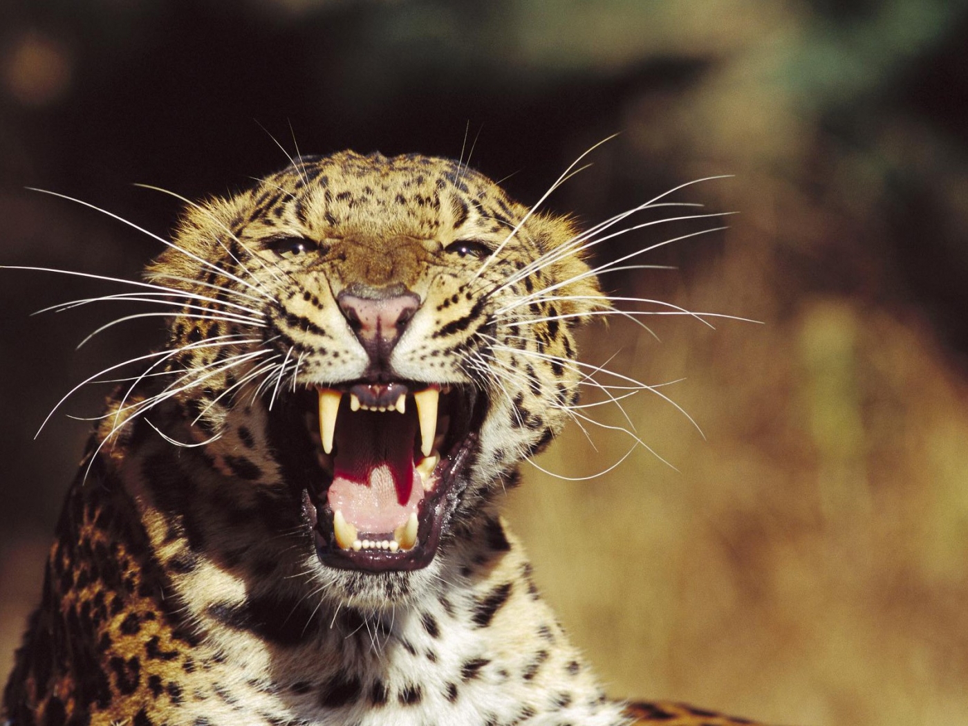PC Wallpapers animals, leopards