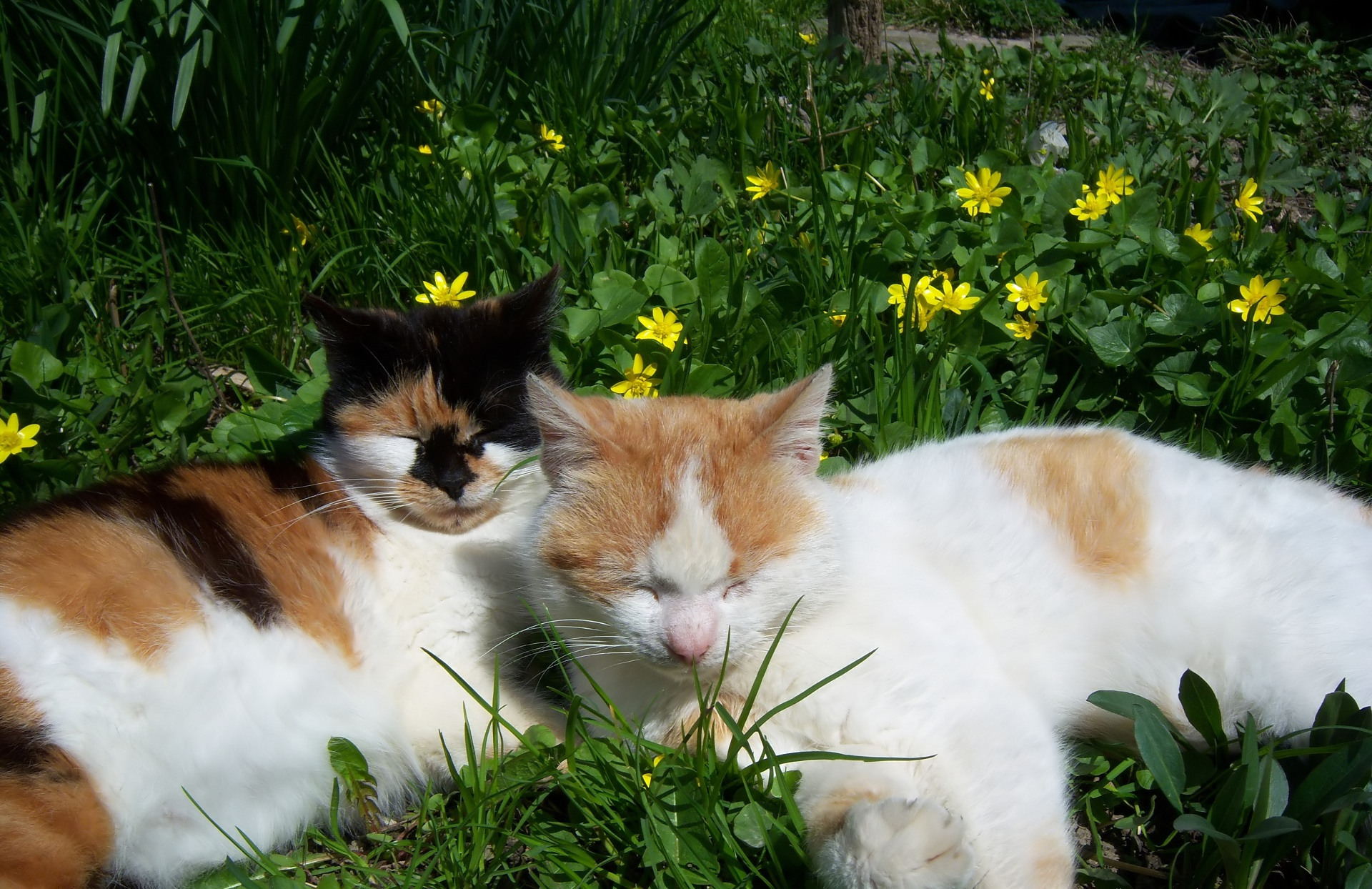 Handy-Wallpaper Tiere, Katzen, Katze kostenlos herunterladen.