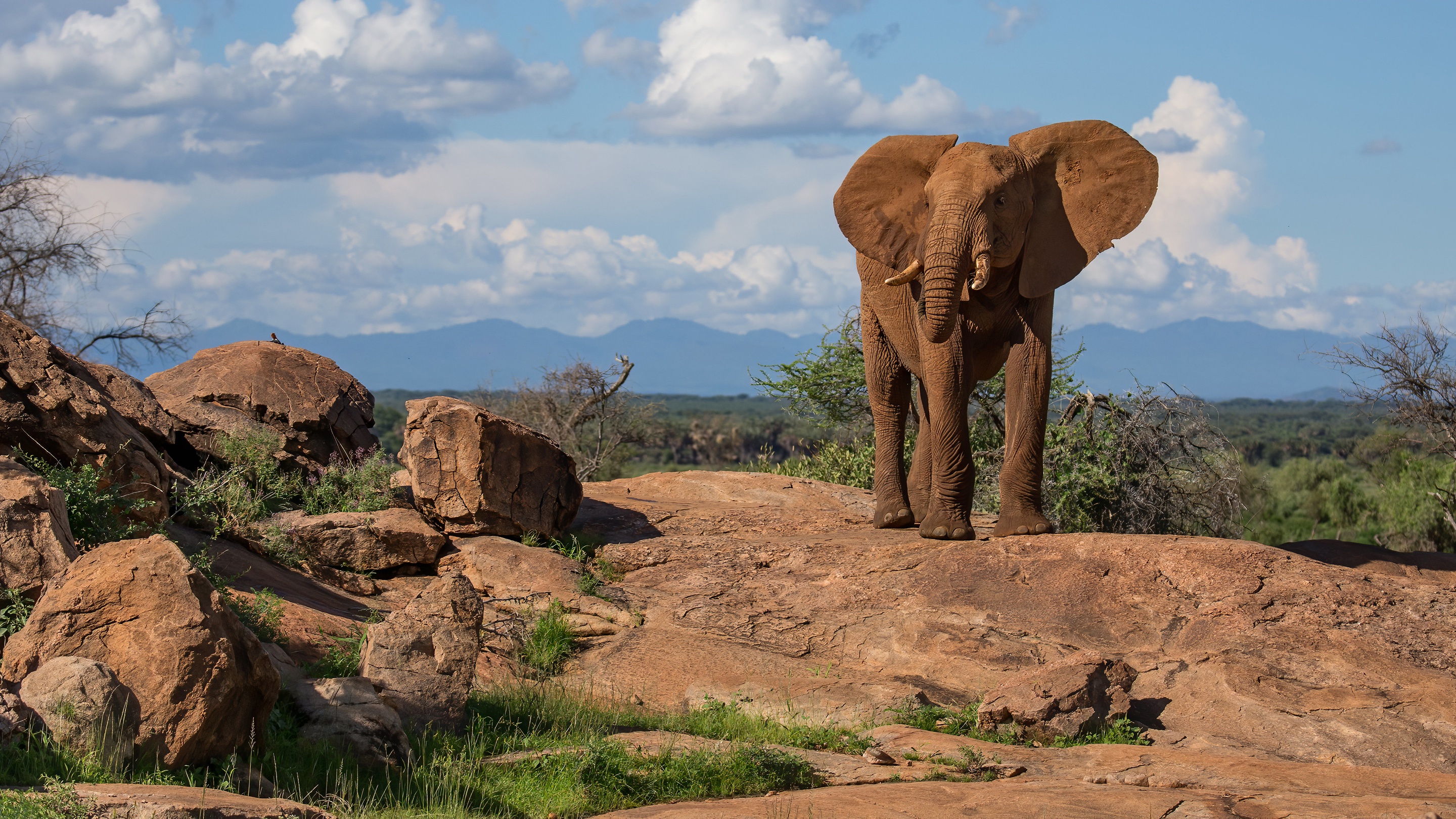 Download mobile wallpaper African Bush Elephant, Elephants, Animal for free.