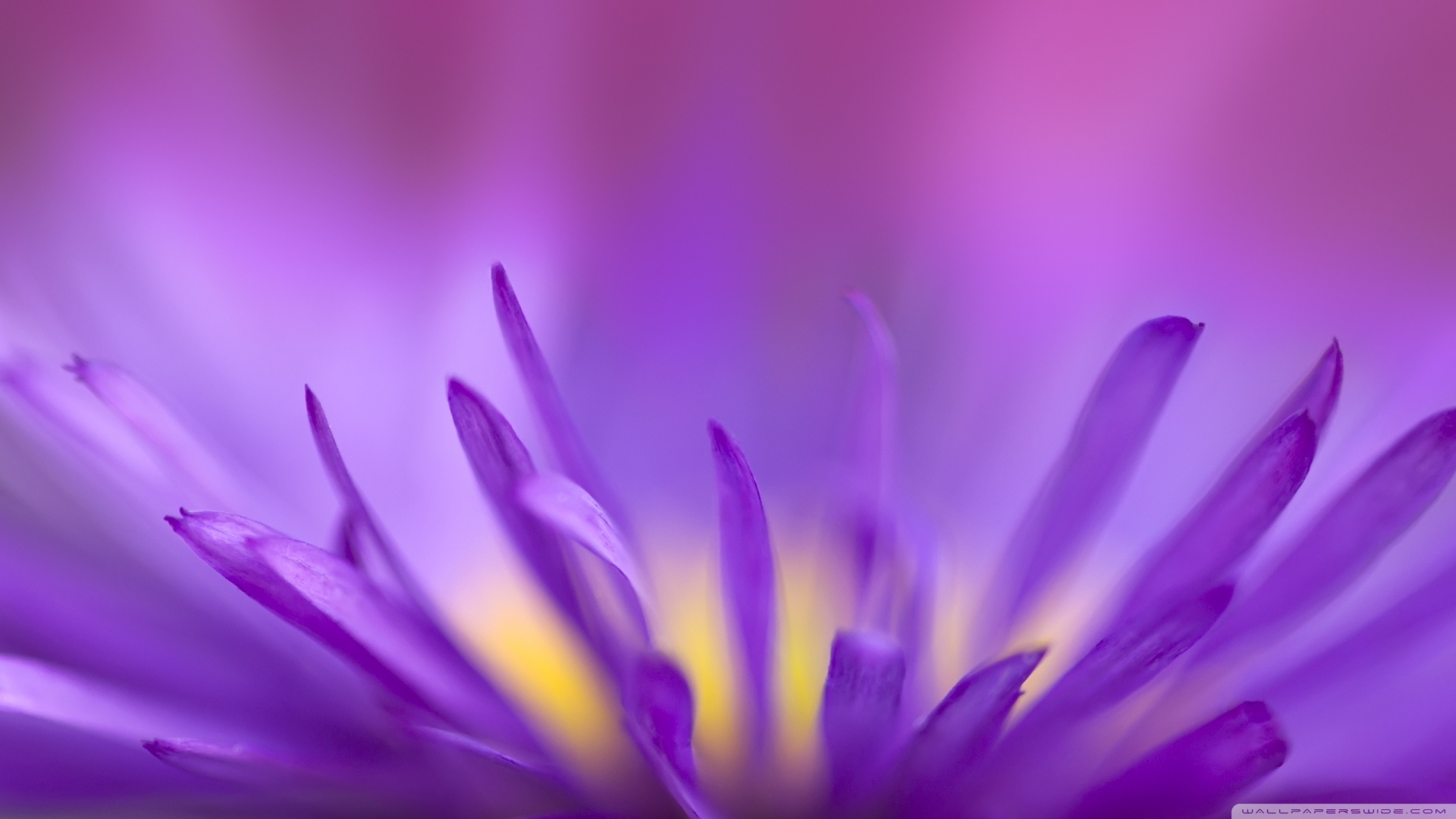 Laden Sie das Pflanzen, Blumen-Bild kostenlos auf Ihren PC-Desktop herunter