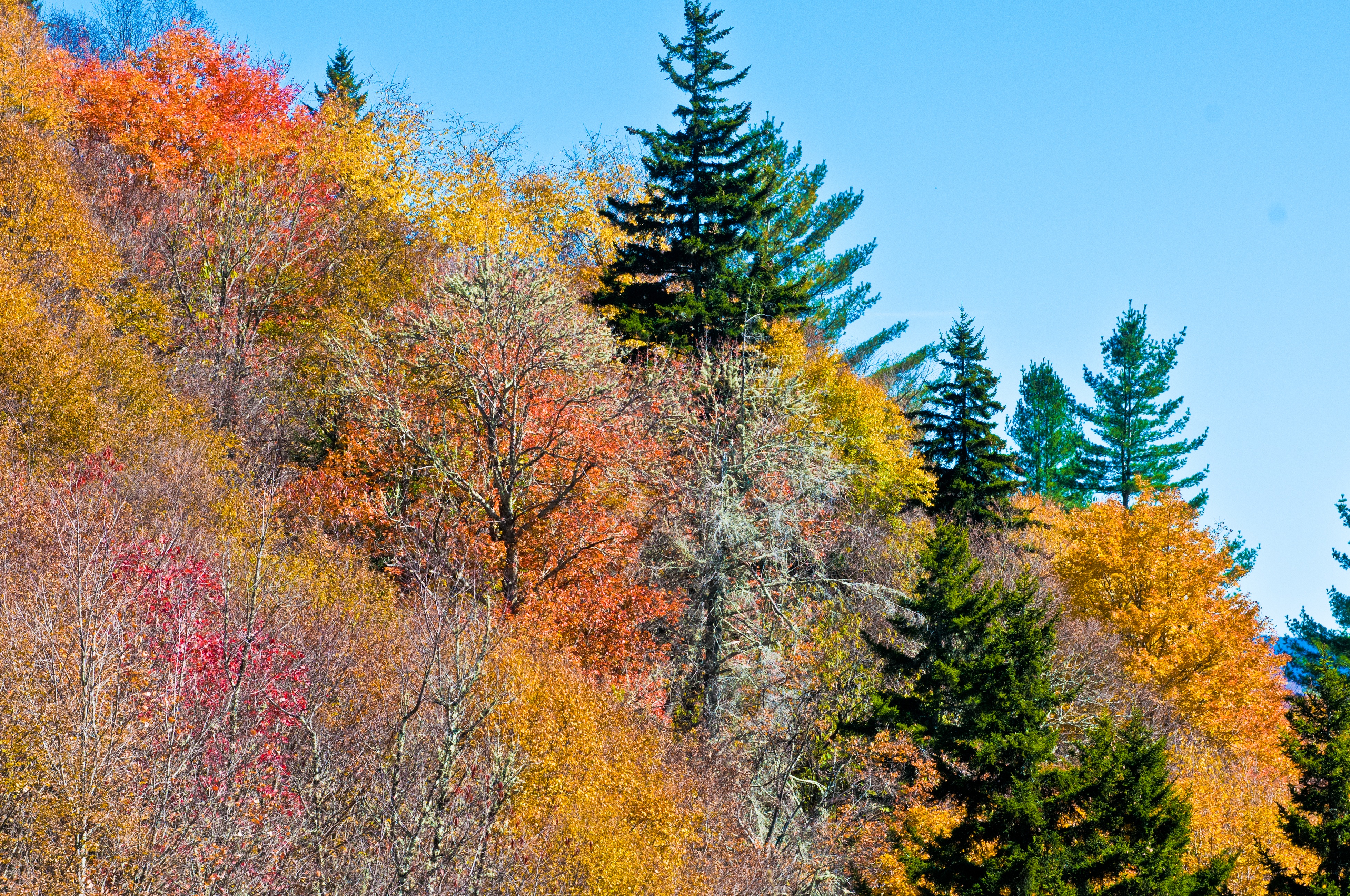 Скачать картинку Деревья, Природа, Осень в телефон бесплатно.