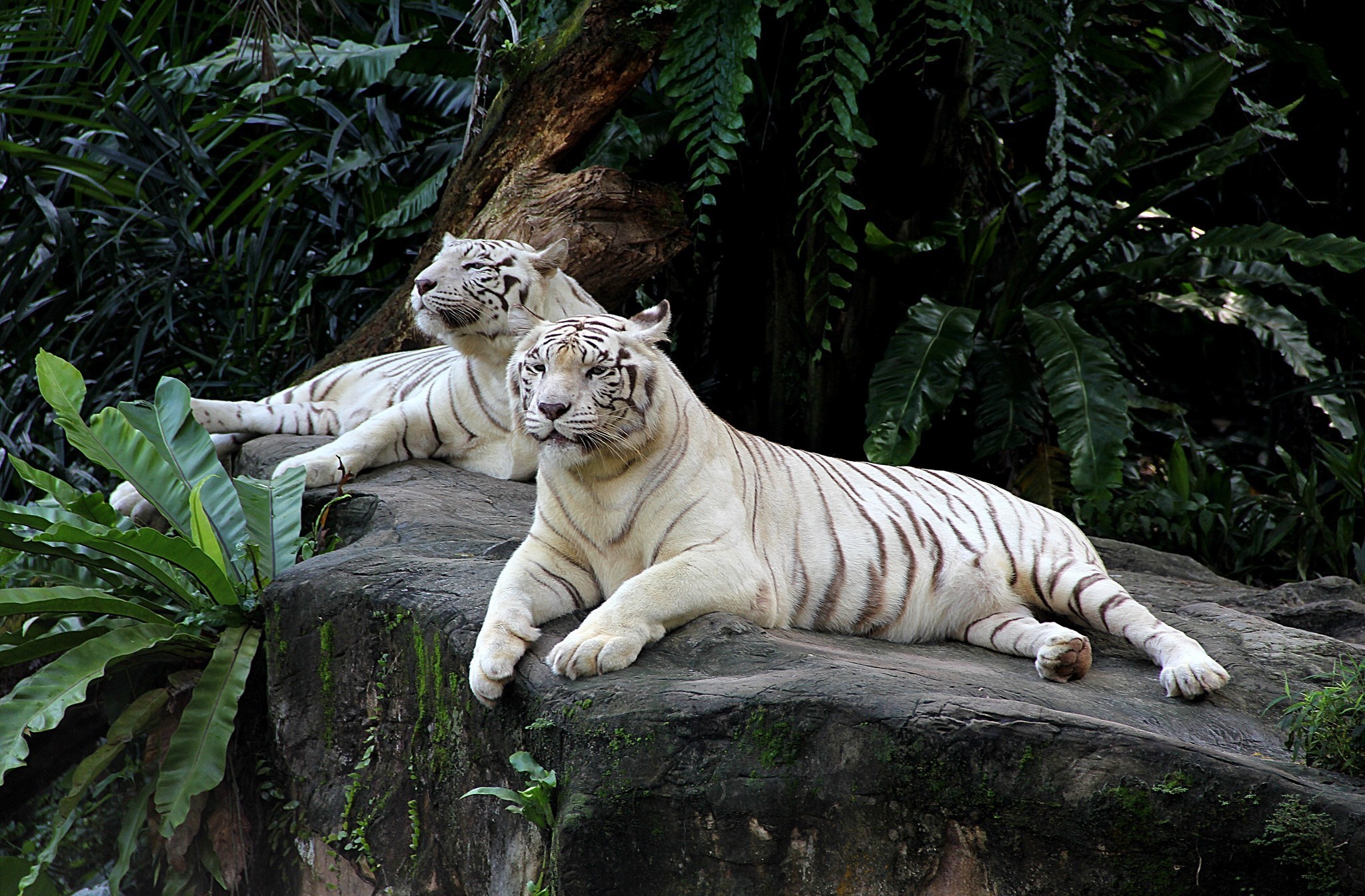 Handy-Wallpaper Weißer Tiger, Katzen, Tiere kostenlos herunterladen.