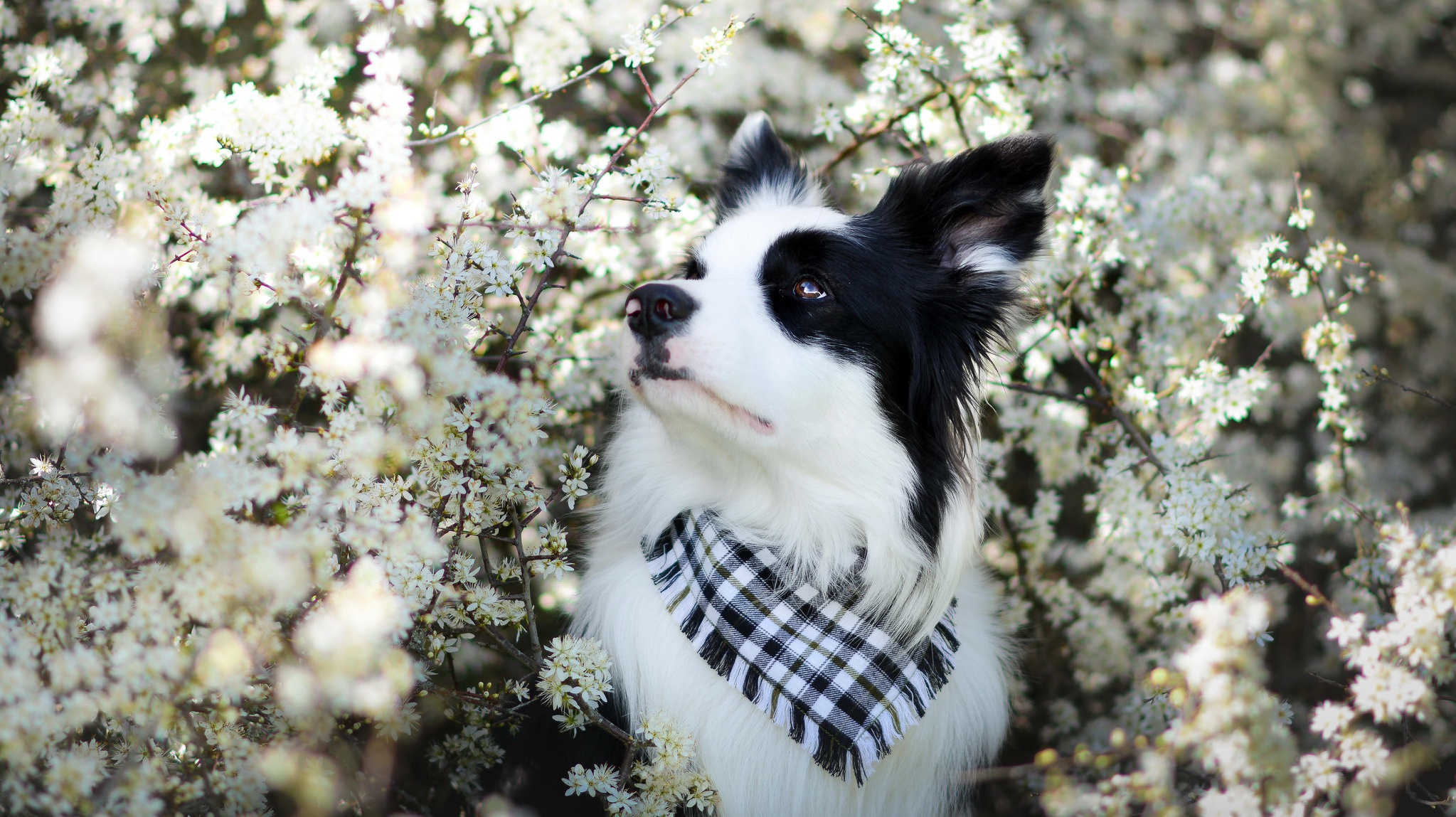 PCデスクトップに動物, 犬, ボーダーコリー, 白い花画像を無料でダウンロード