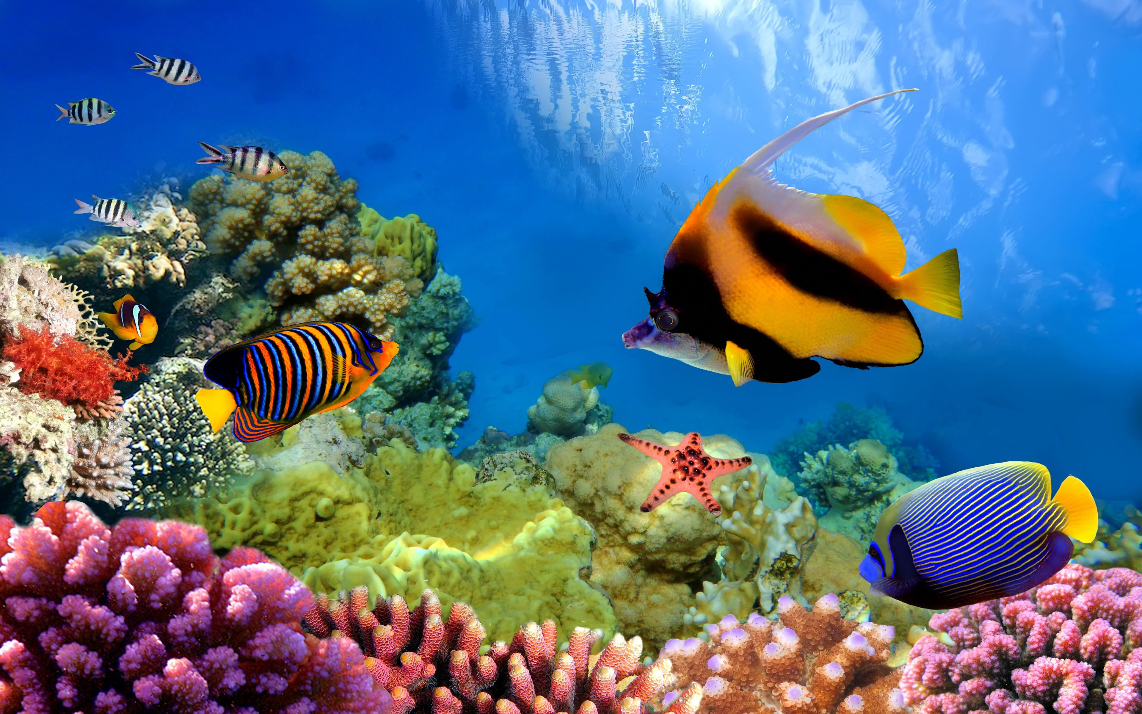 423348 Hintergrundbild herunterladen tiere, fisch, farben, koralle, great barrier reef, unterwasser, fische - Bildschirmschoner und Bilder kostenlos