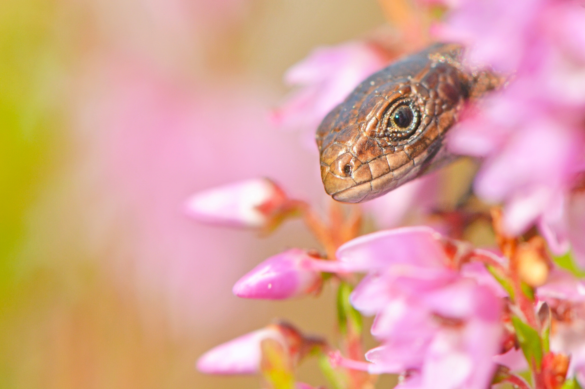 Laden Sie das Tiere, Nahansicht, Reptil, Reptilien, Pinke Blume-Bild kostenlos auf Ihren PC-Desktop herunter