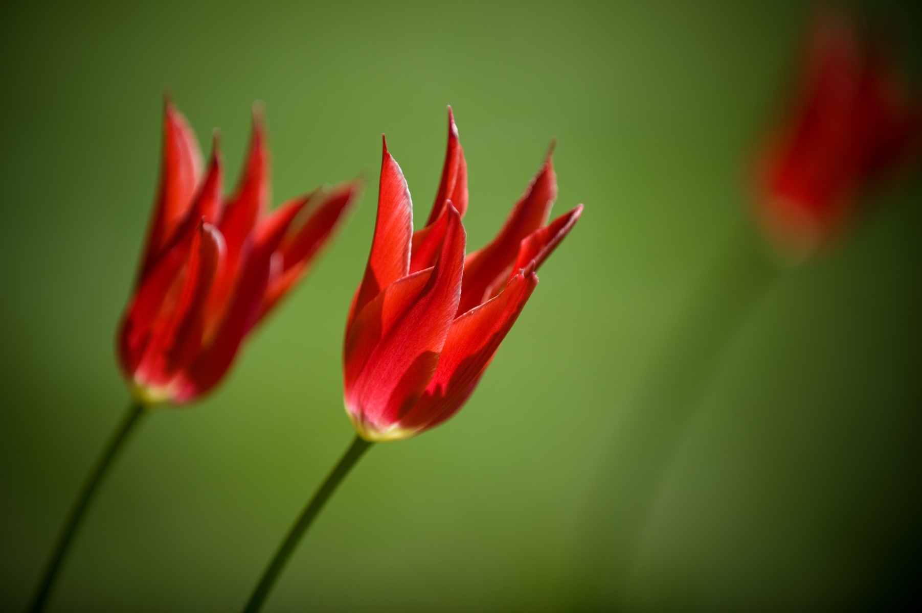 103543 descargar fondo de pantalla flores, tulipanes, de cerca, primer plano, real, dos: protectores de pantalla e imágenes gratis