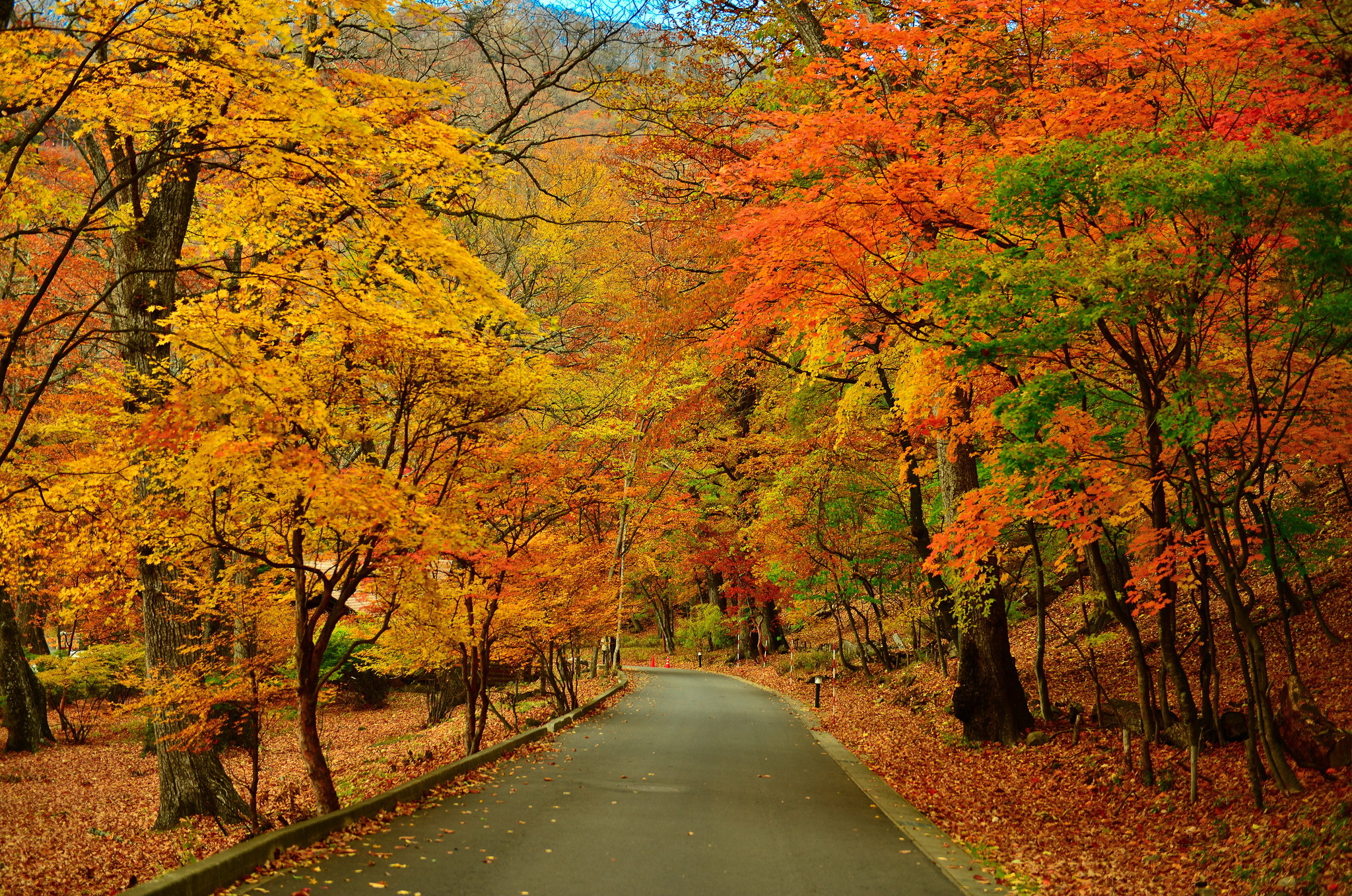 Free download wallpaper Road, Tree, Fall, Photography on your PC desktop