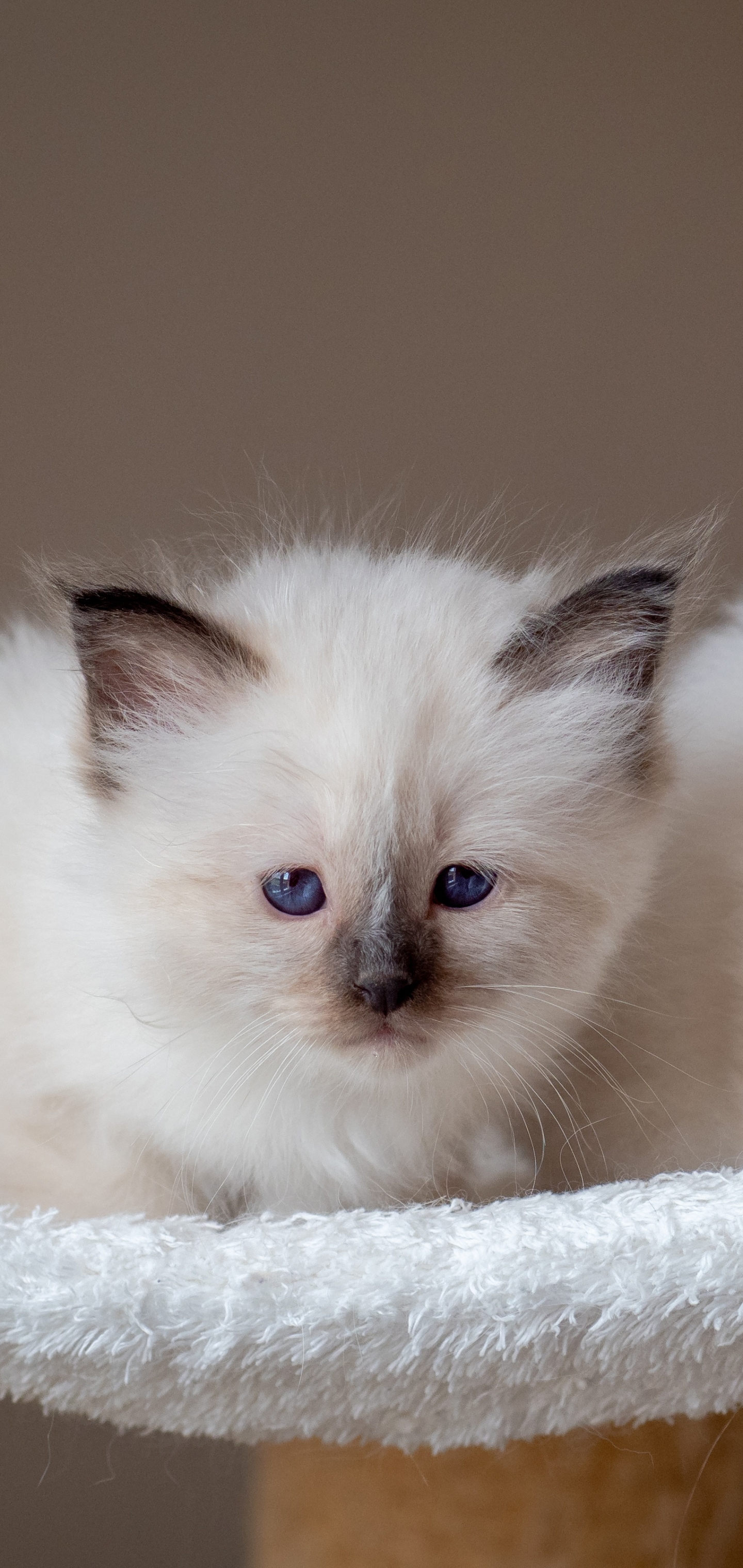 無料モバイル壁紙動物, ネコ, 猫, 子猫, ラグドール, 赤ちゃん動物をダウンロードします。
