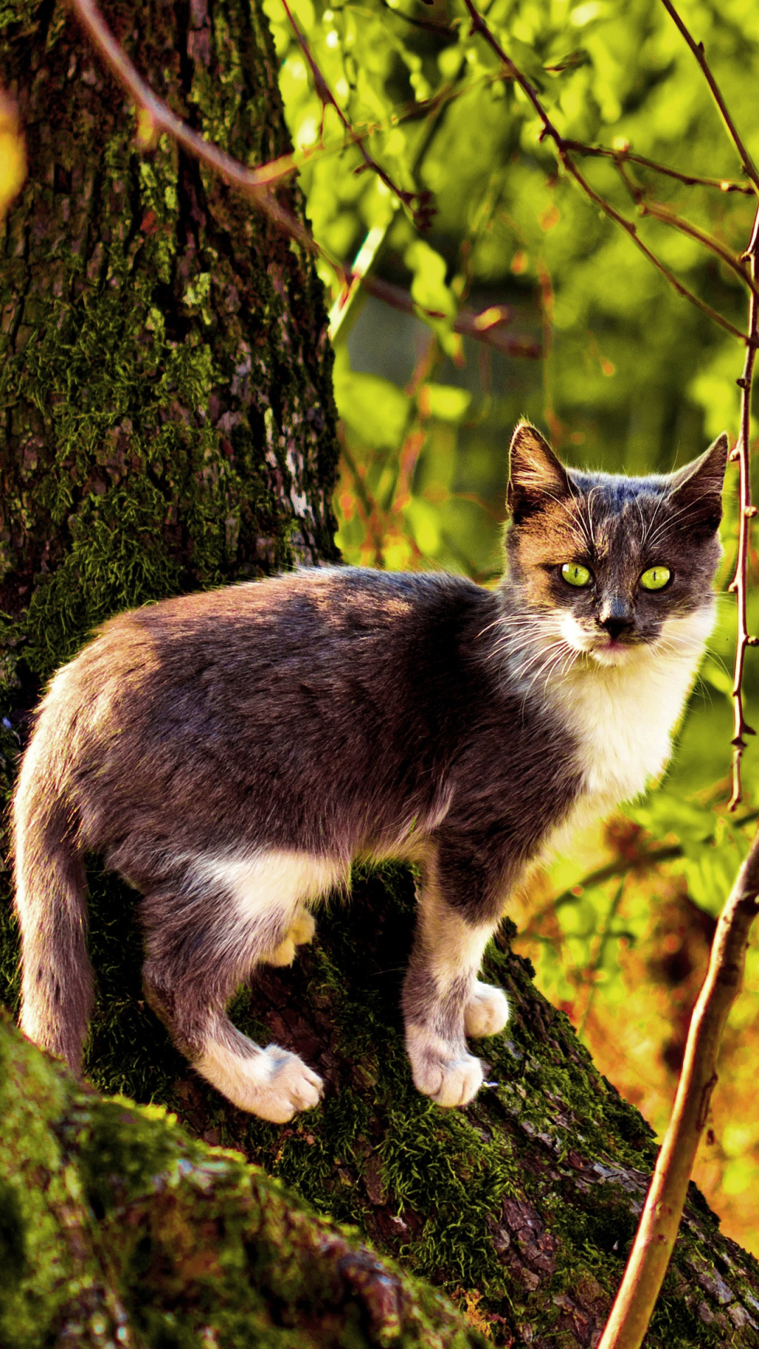 Handy-Wallpaper Tiere, Katzen, Herbst, Katze kostenlos herunterladen.