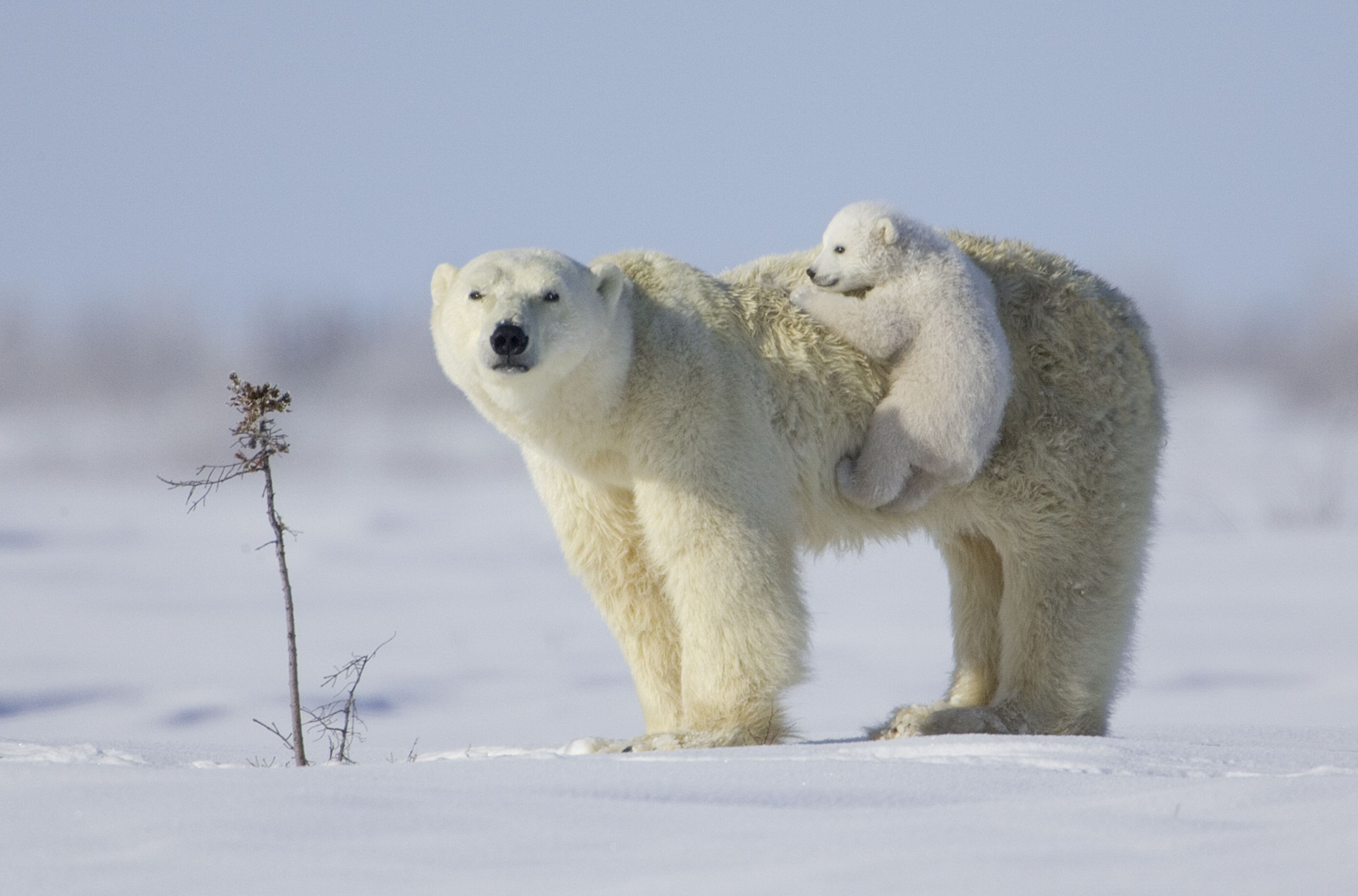 Download mobile wallpaper Snow, Bears, Love, Animal, Cute, Polar Bear, Baby Animal, Cub for free.