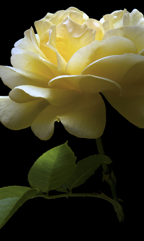 Download mobile wallpaper Flowers, Flower, Rose, Close Up, Earth, White Flower for free.