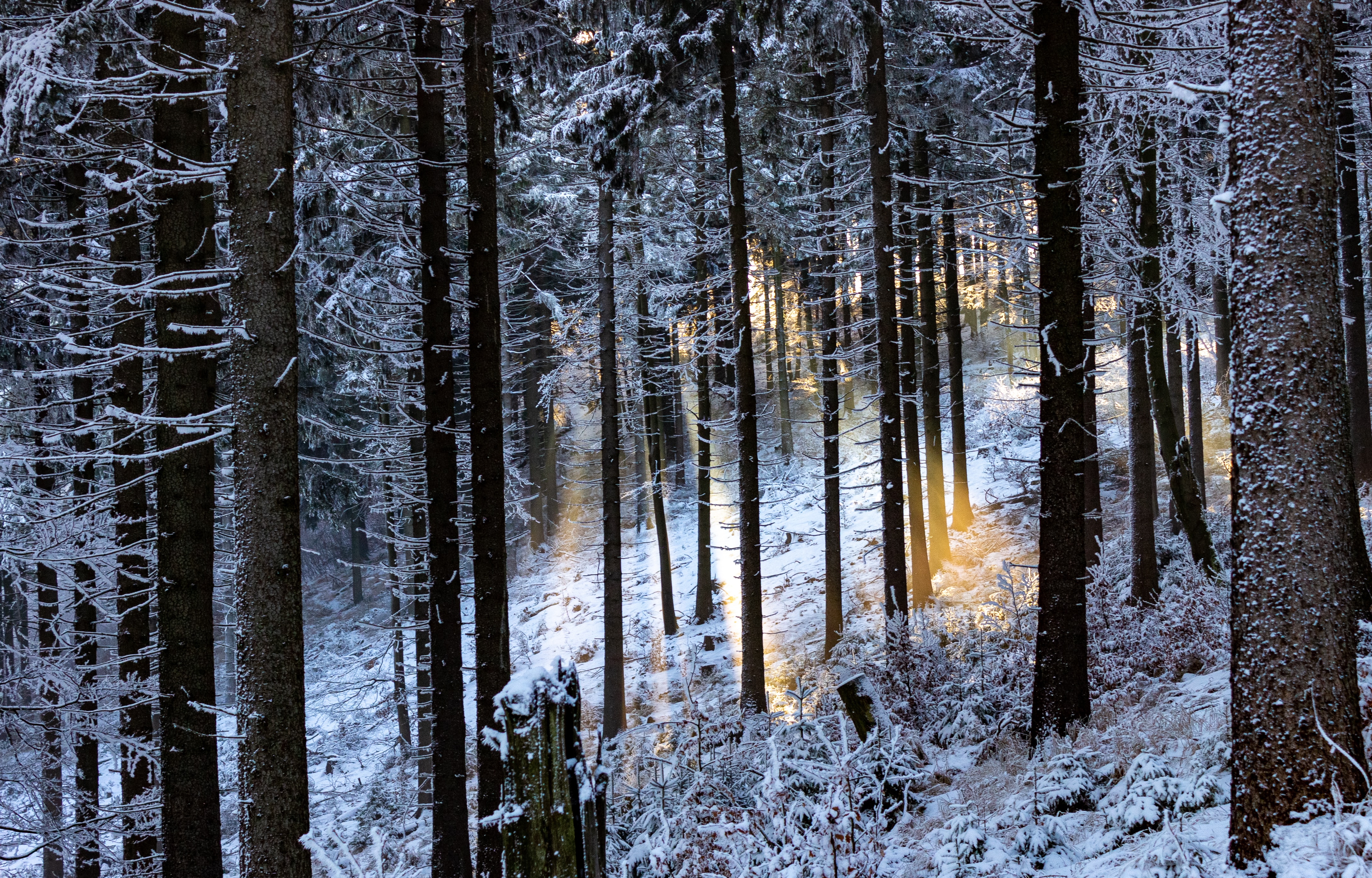 beams, winter forest, nature, trees, glare, rays