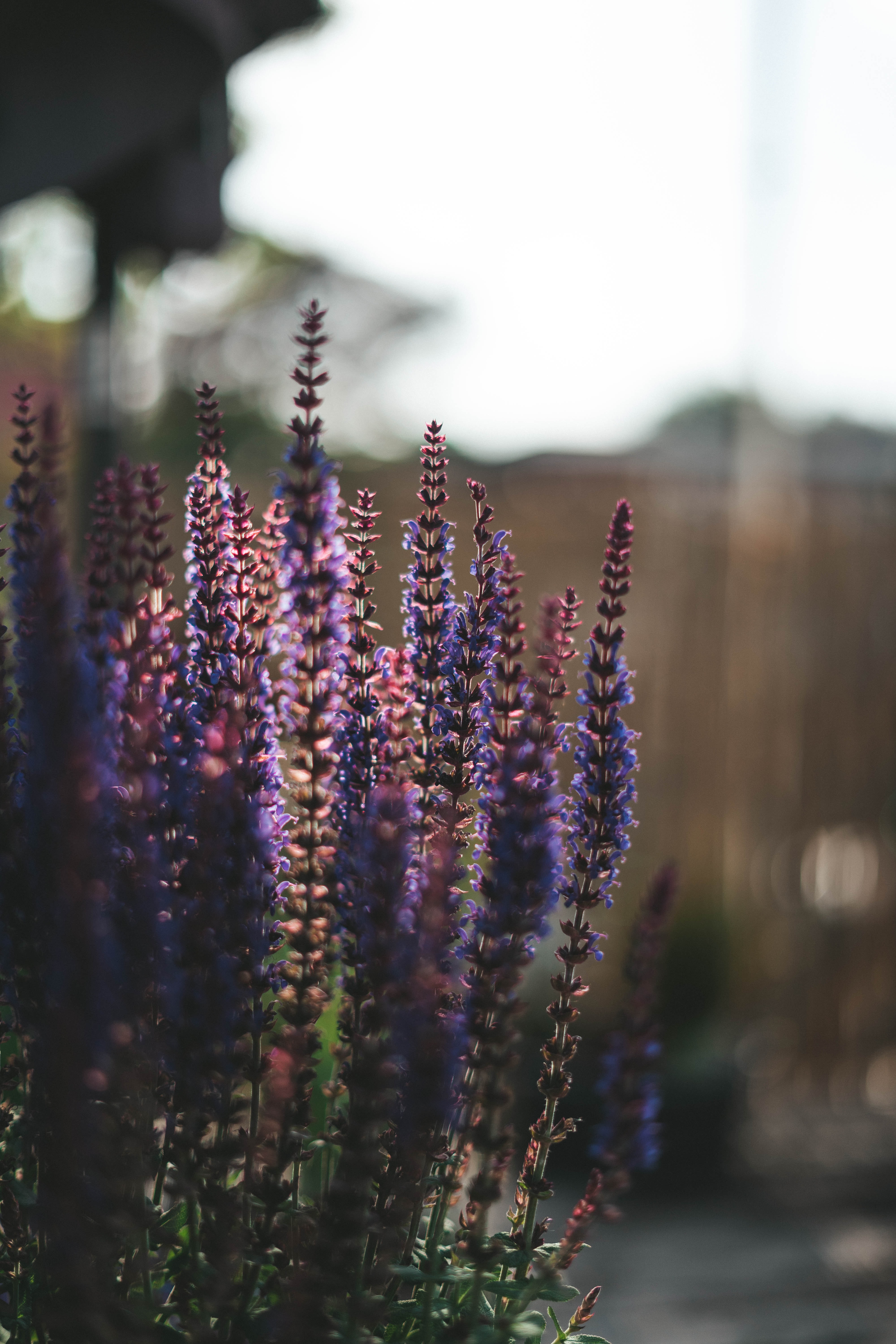 Free download wallpaper Flowers, Plant, Lavender on your PC desktop