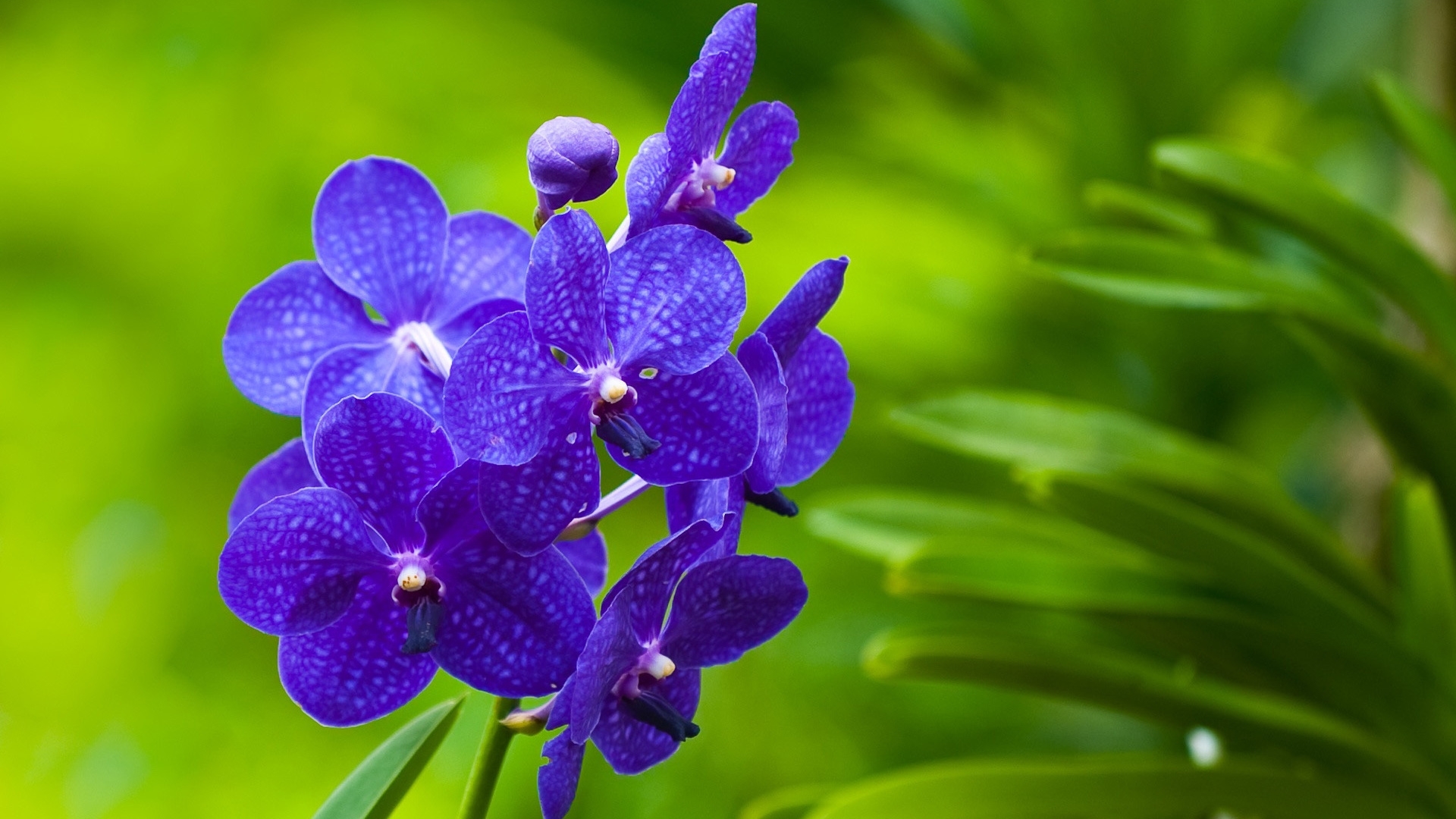 Cool Wallpapers plants, flowers, violet, green
