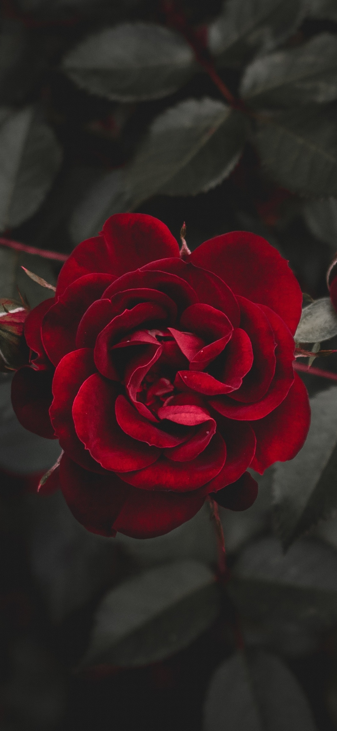 Download mobile wallpaper Flowers, Flower, Rose, Earth, Red Rose, Red Flower for free.