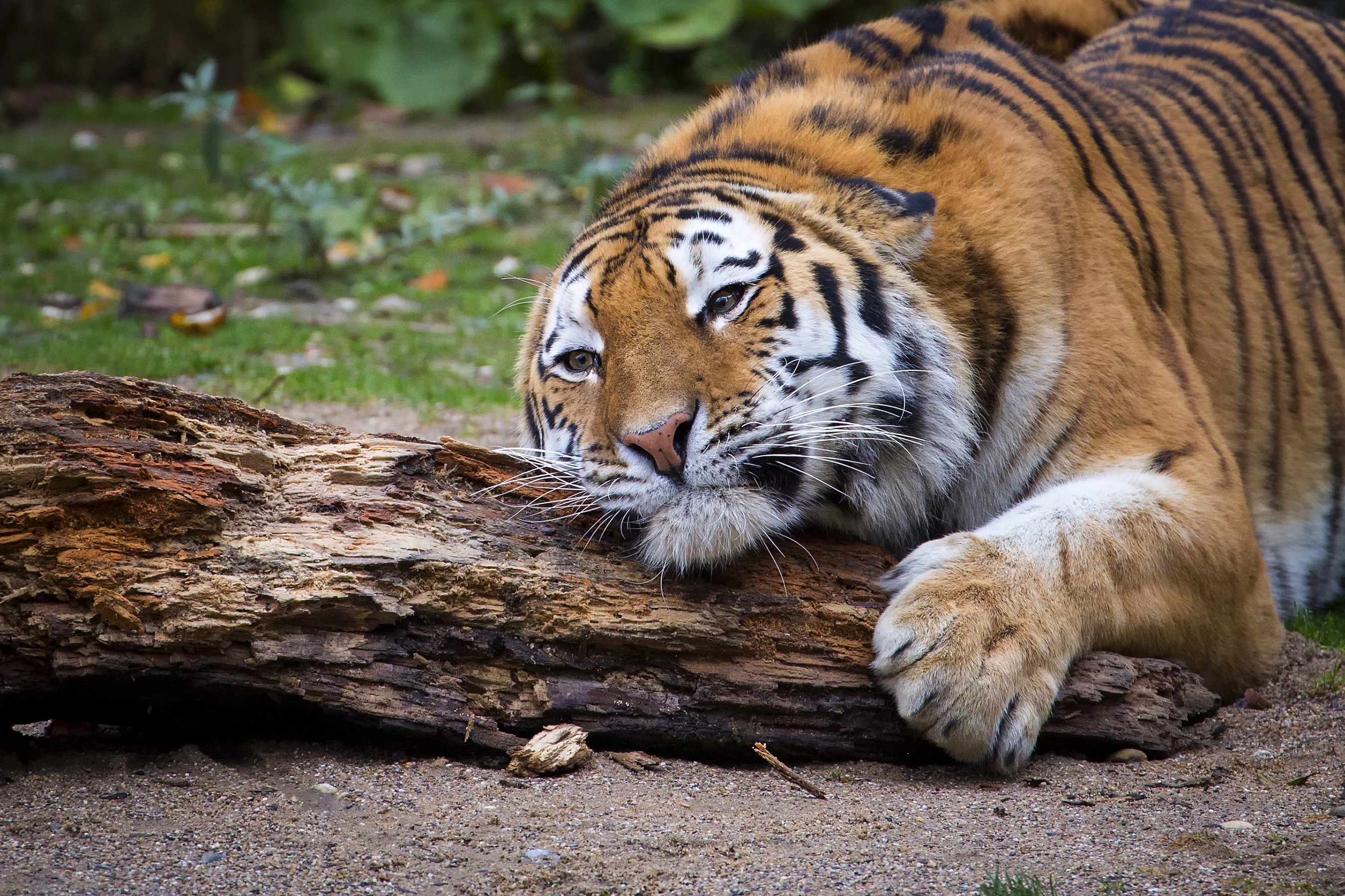 Téléchargez des papiers peints mobile Animaux, Chats, Tigre gratuitement.