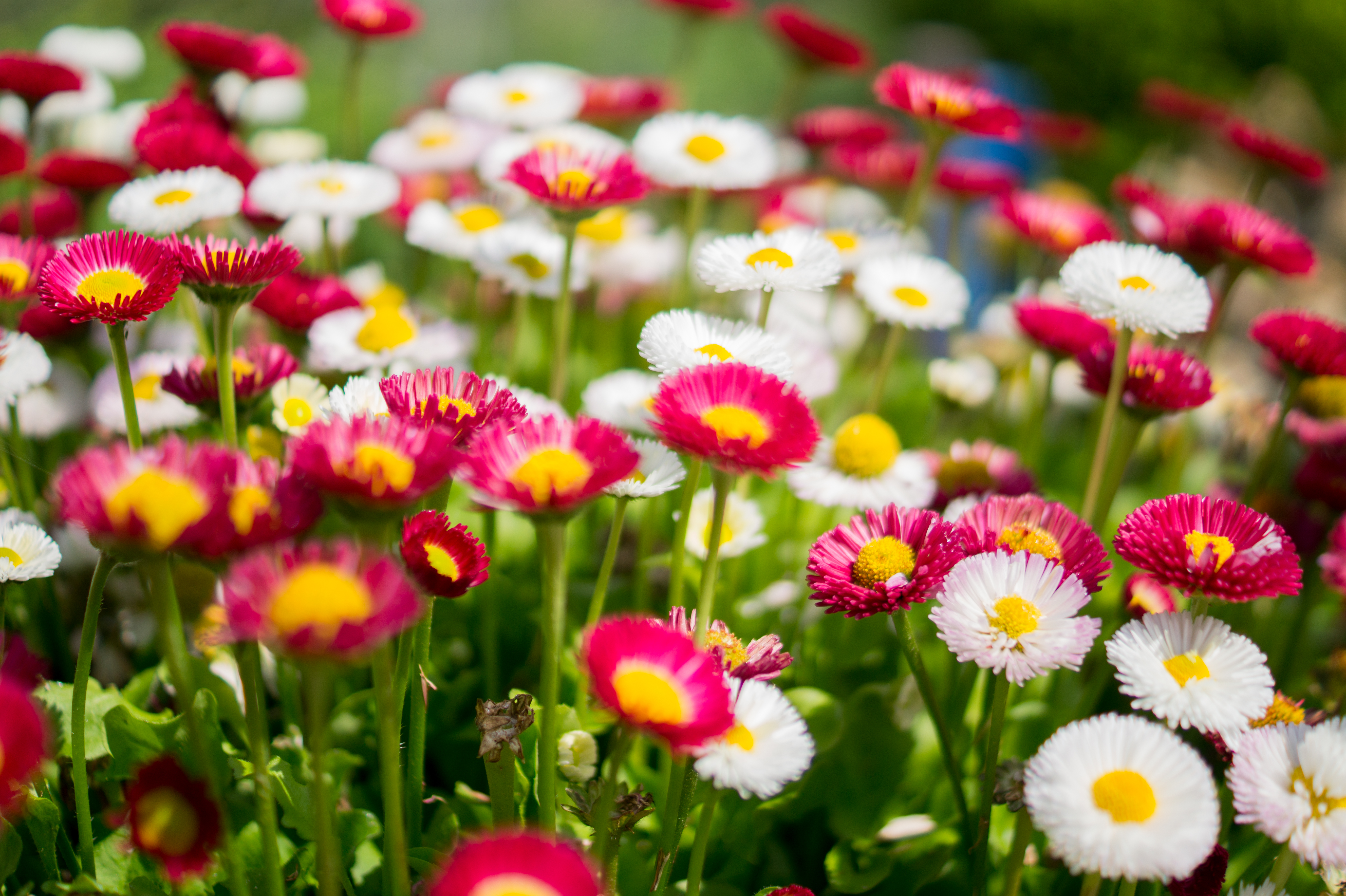 multicolored, flowers, camomile, motley, polyana, glade Smartphone Background