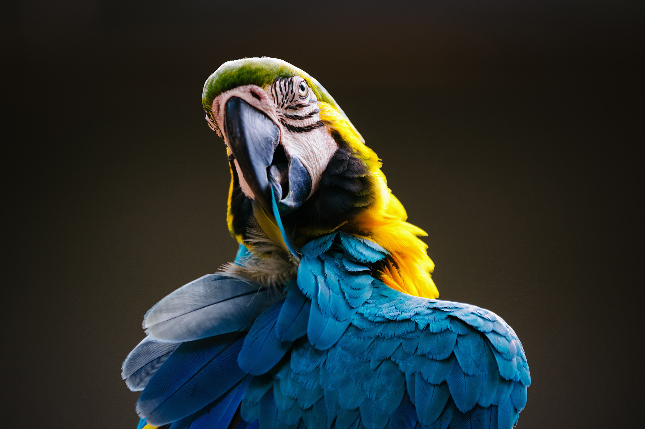 Download mobile wallpaper Blue And Yellow Macaw, Parrot, Bird, Birds, Animal for free.