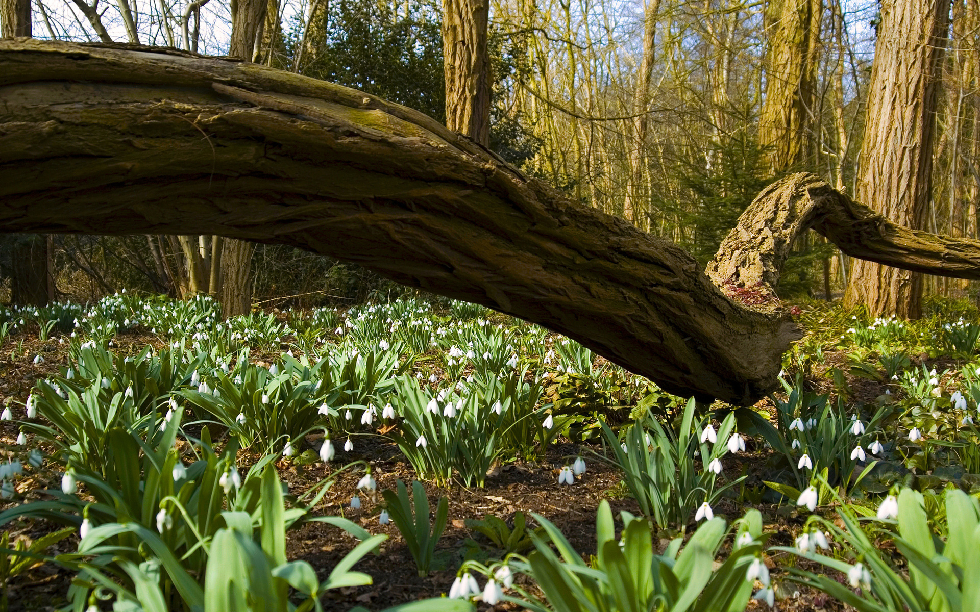 Laden Sie das Blume, Erde/natur-Bild kostenlos auf Ihren PC-Desktop herunter