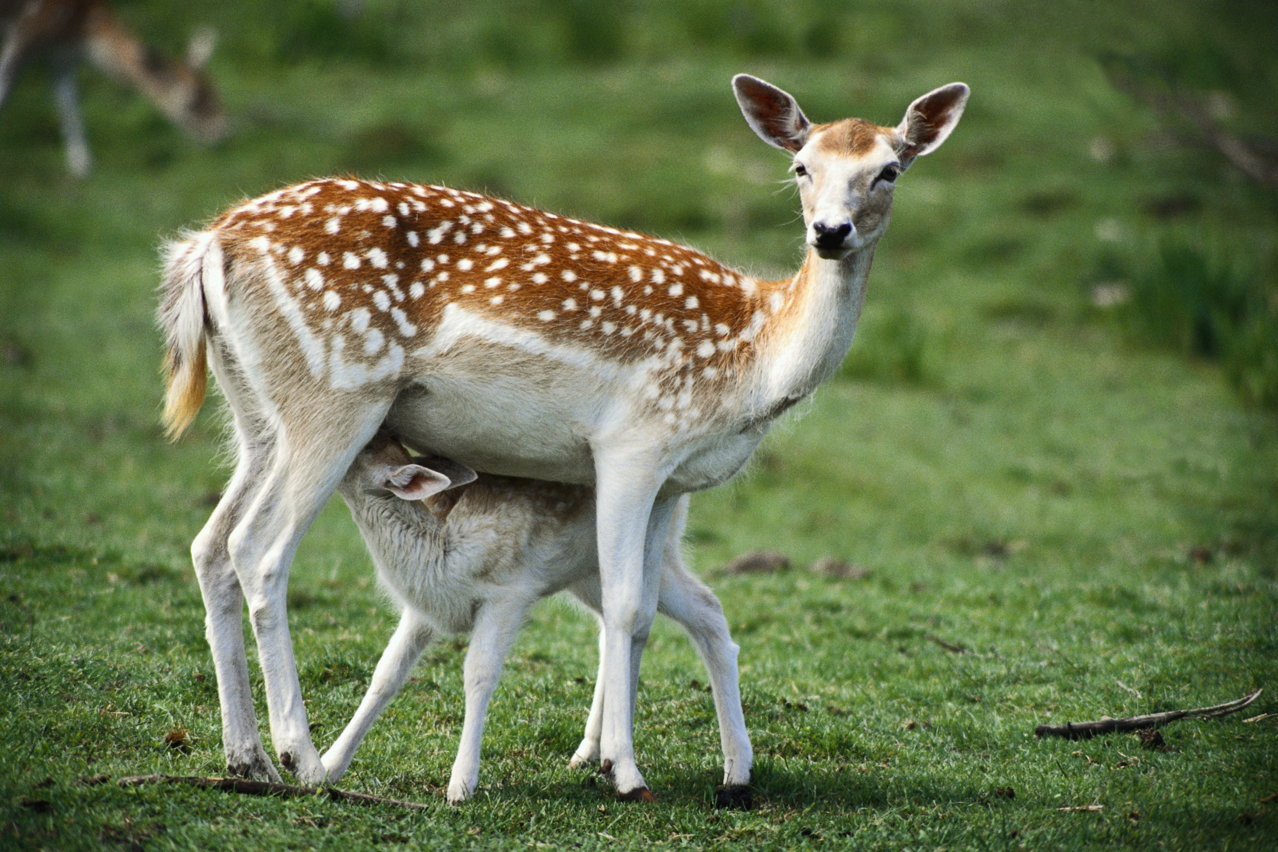 Free download wallpaper Grass, Young, Spotted, Spotty, Fawn, Joey, Animals on your PC desktop