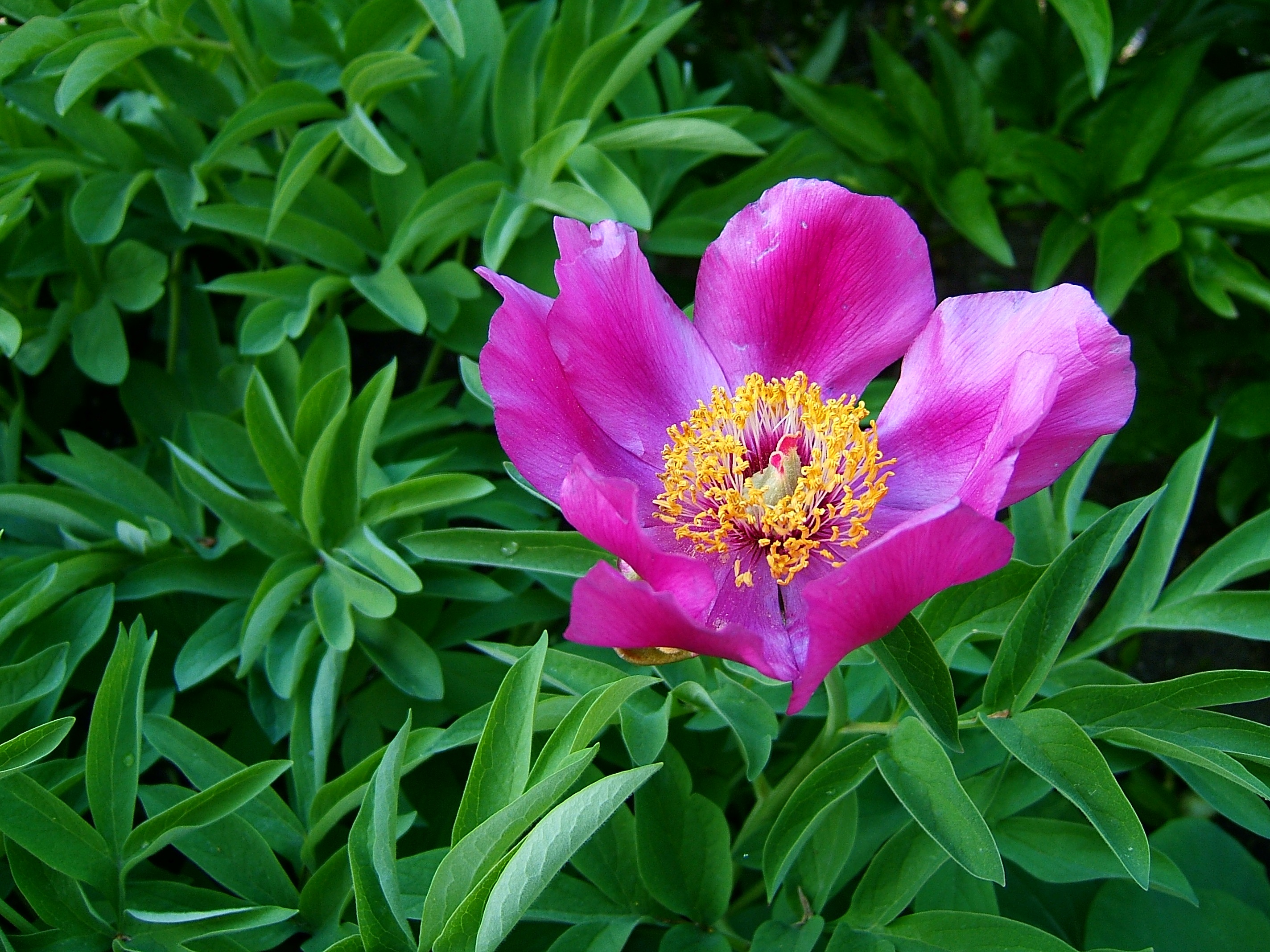 Téléchargez gratuitement l'image Fleurs, Fleur, La Nature, Terre/nature, Fleur Rose sur le bureau de votre PC