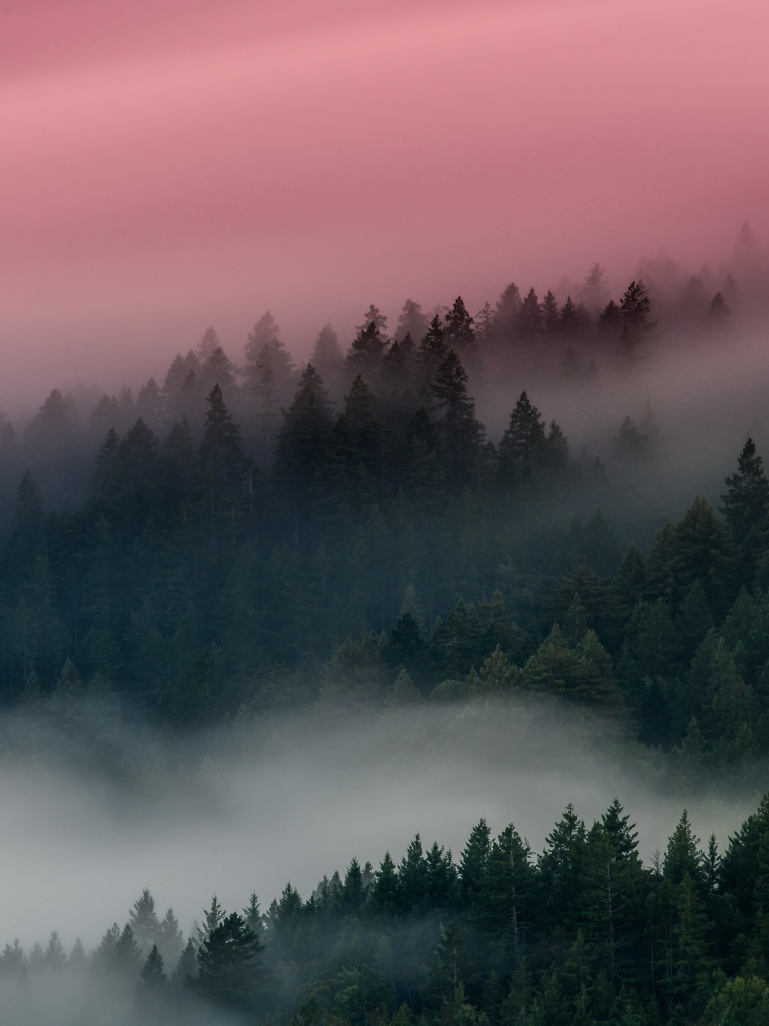 Download mobile wallpaper Forest, Fog, Earth for free.