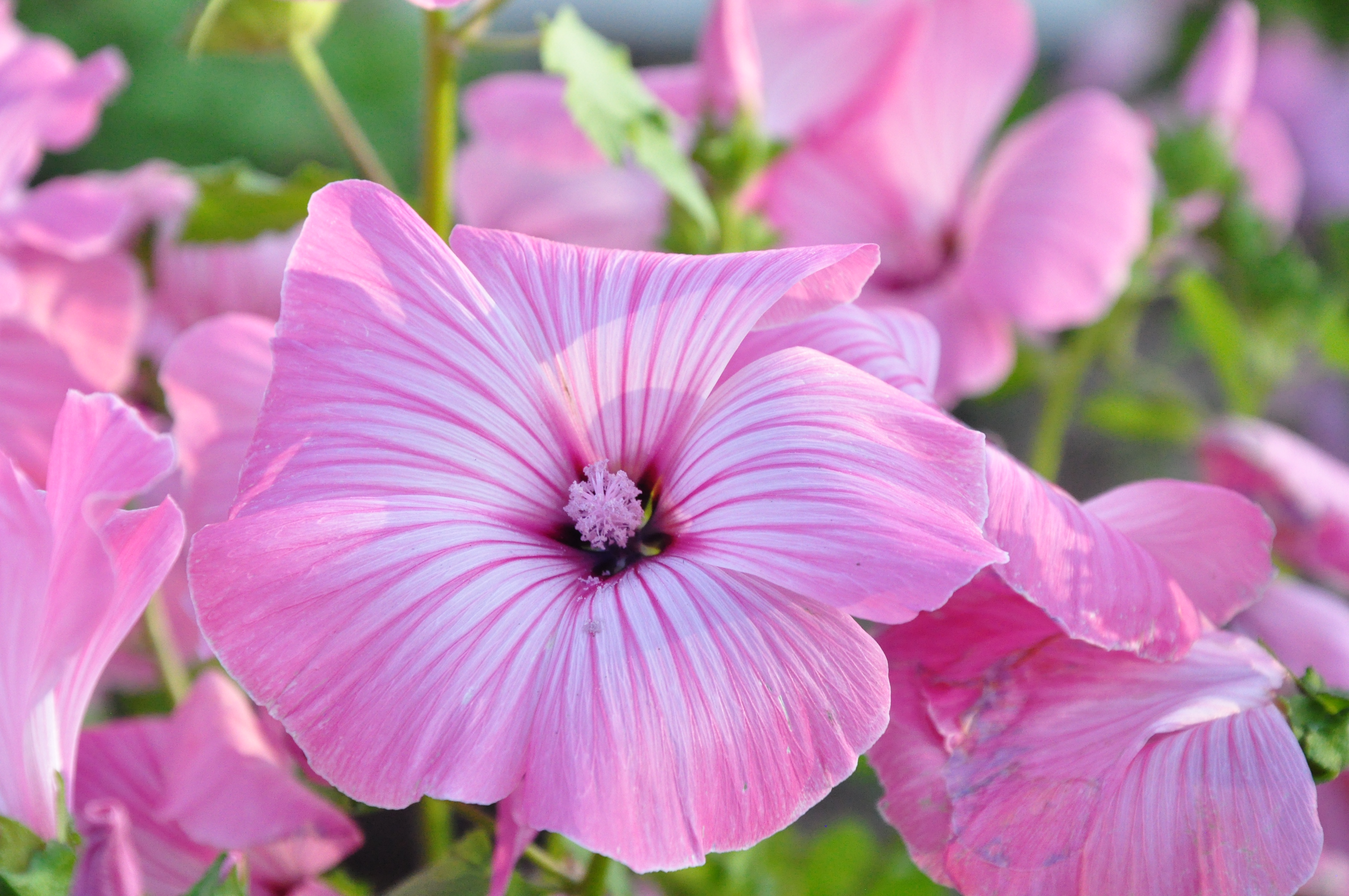Download mobile wallpaper Plant, Pink Flower, Petal, Flowers, Flower, Earth for free.