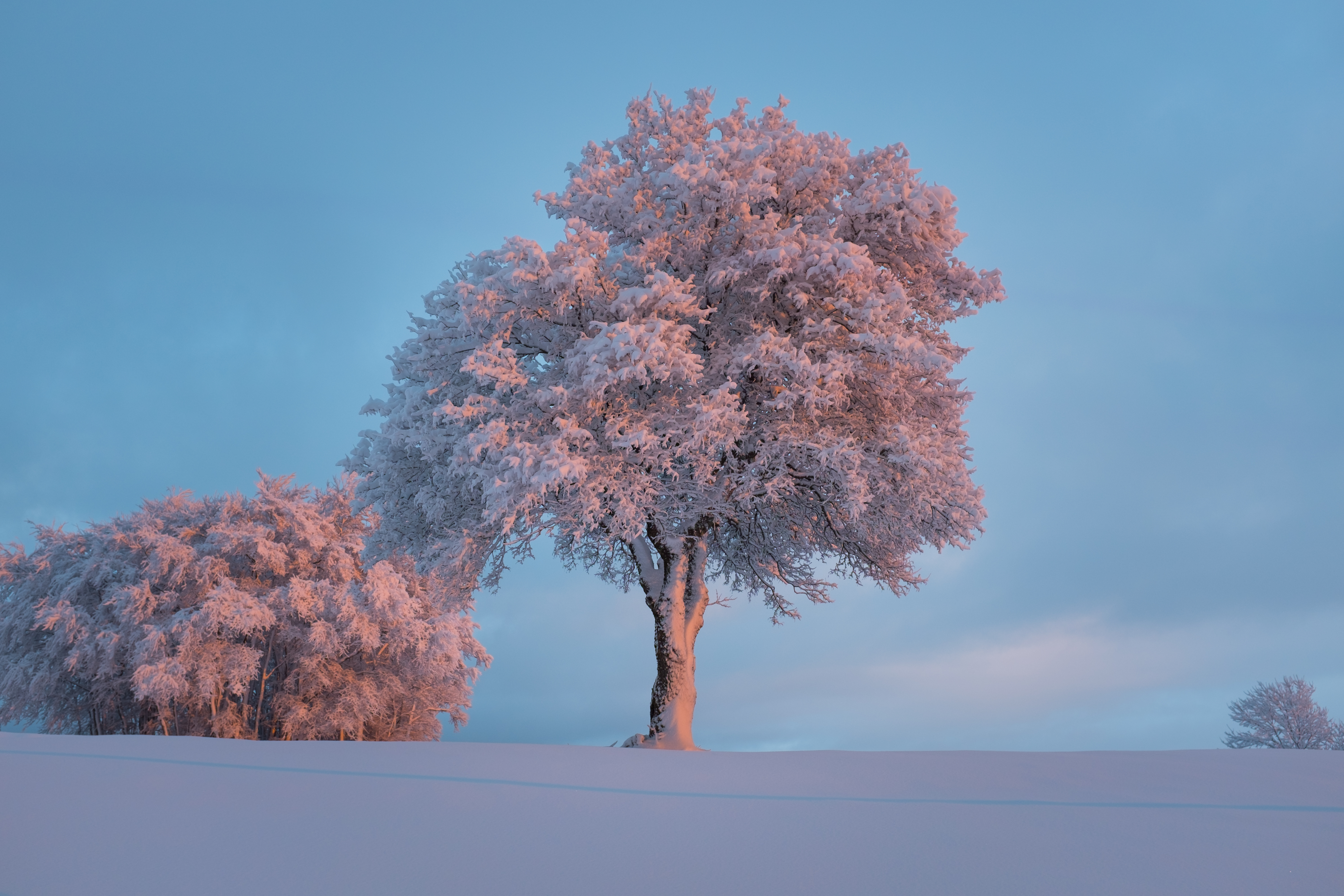 Скачать обои бесплатно Дерево, Заснеженный, Природа, Снег, Иней, Зима картинка на рабочий стол ПК