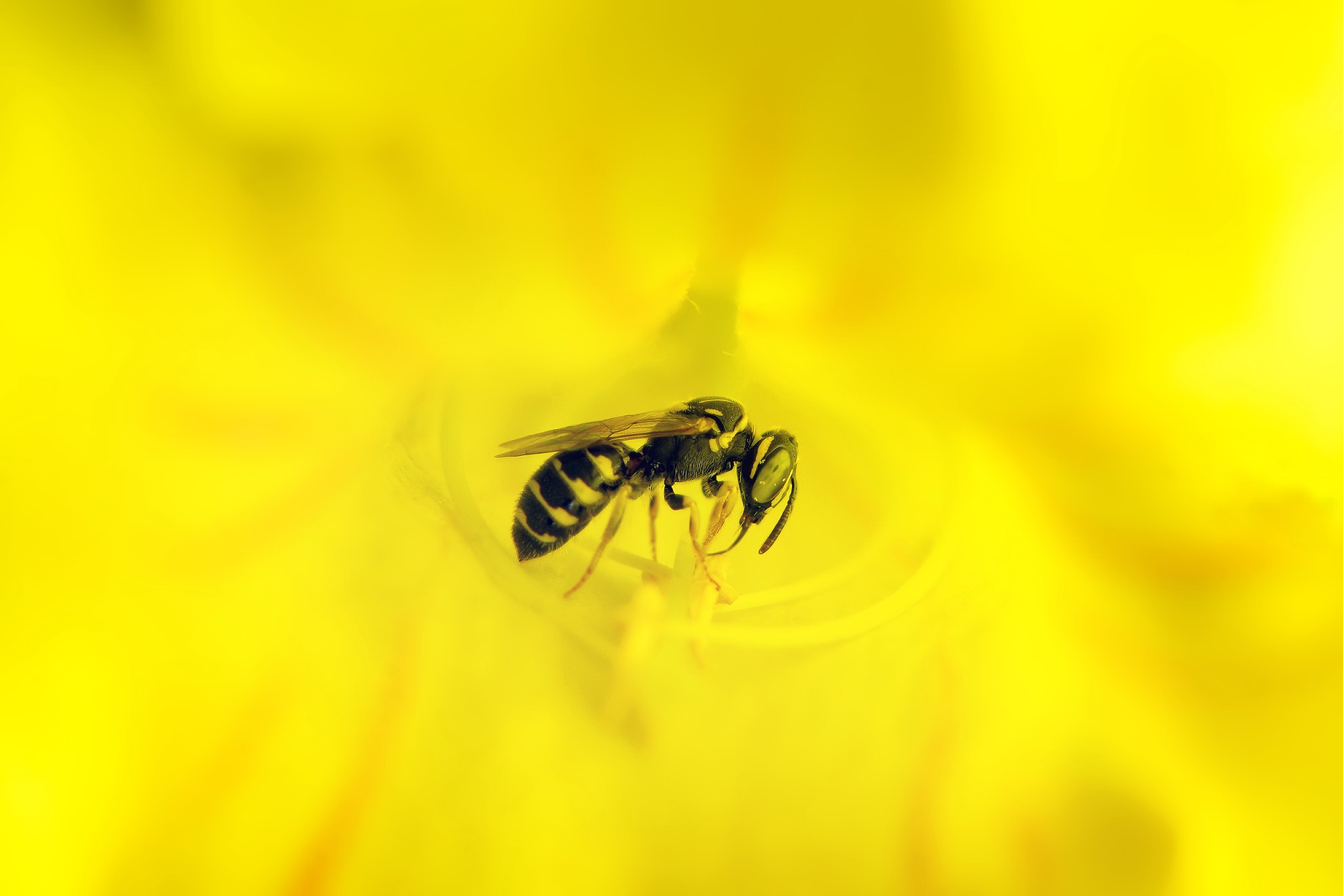 Téléchargez gratuitement l'image Animaux, Insectes, Fleur, Macro, Abeille sur le bureau de votre PC