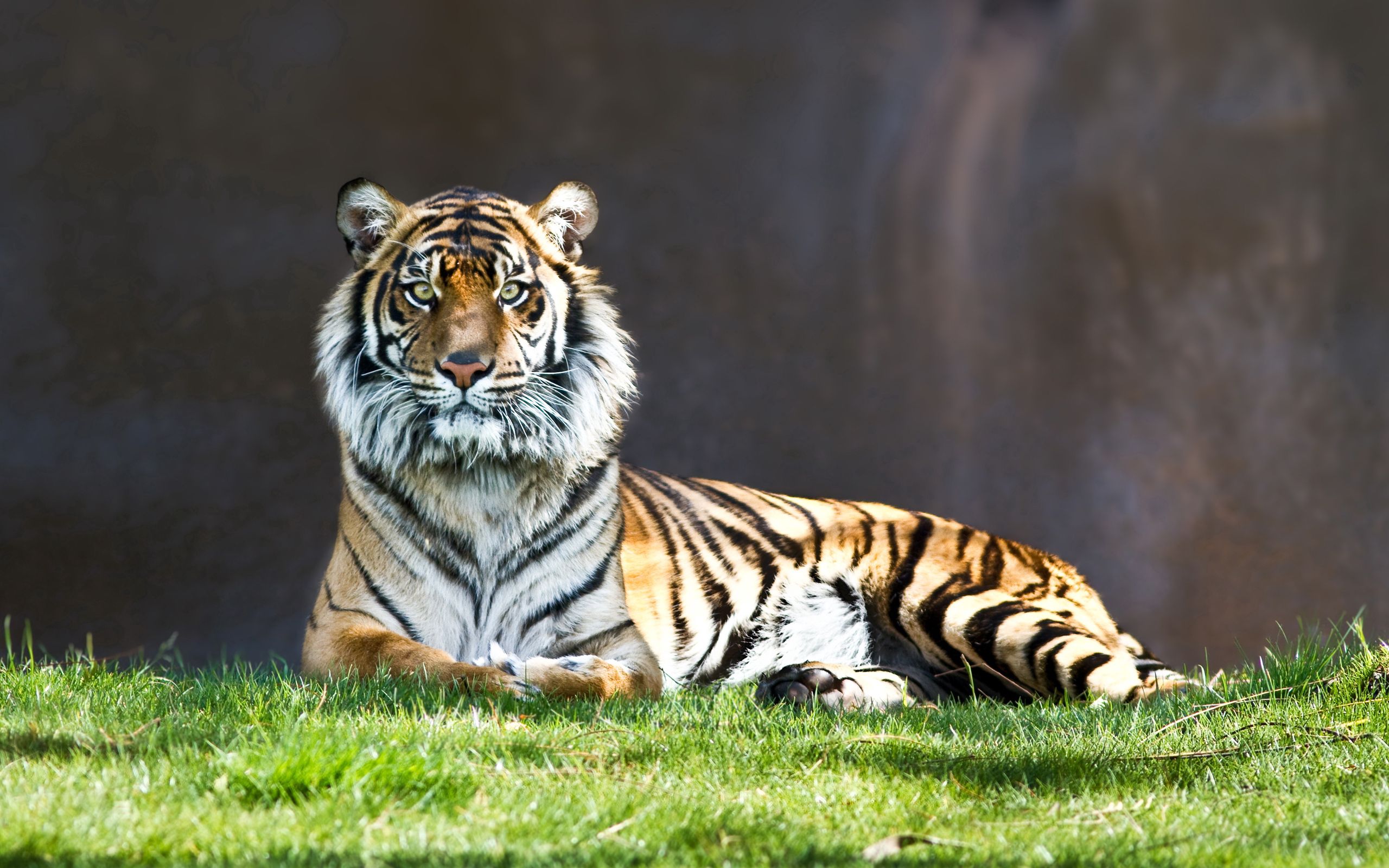 animals, grass, to lie down, lie, predator, big cat, tiger desktop HD wallpaper