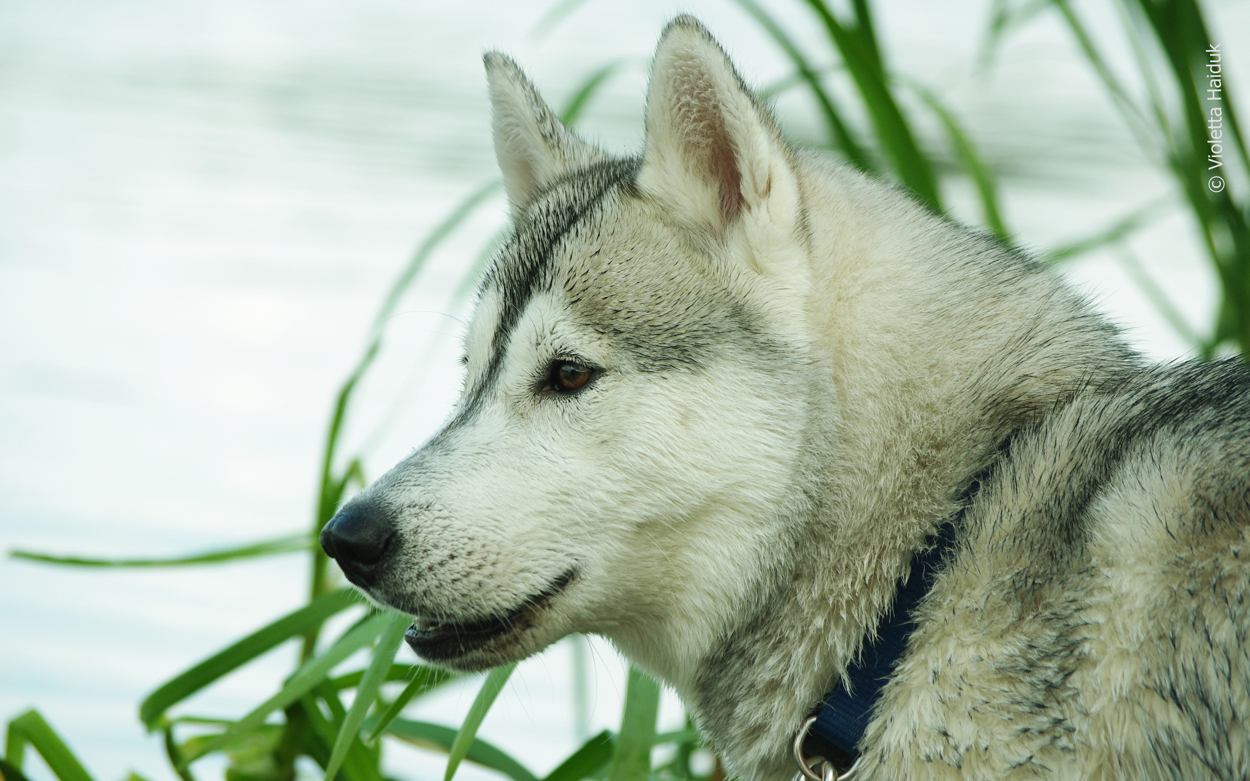 Handy-Wallpaper Hunde, Hund, Tiere kostenlos herunterladen.