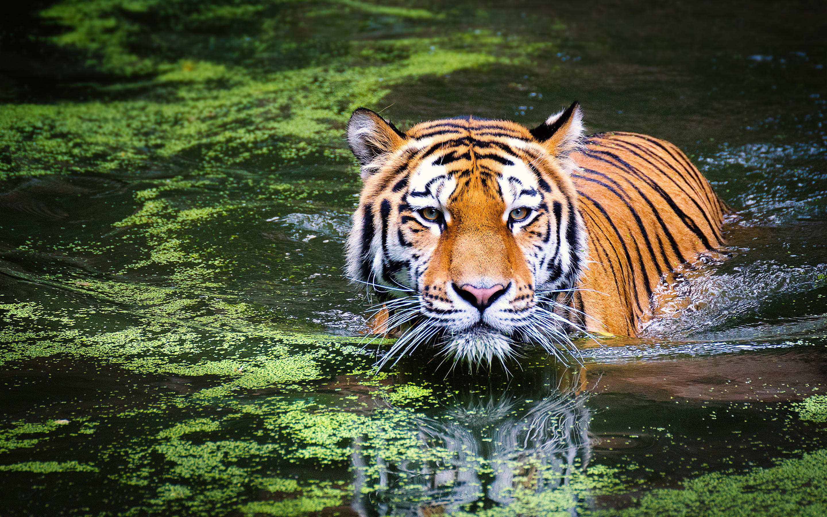 PCデスクトップに動物, 水, 反射, 猫, 虎画像を無料でダウンロード