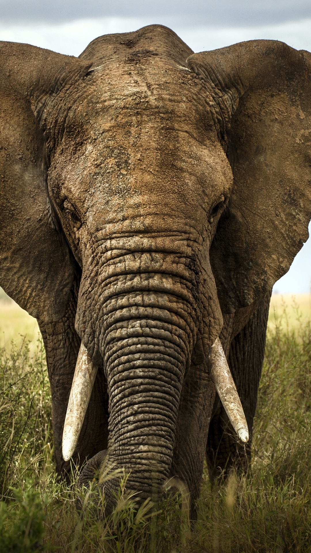 Download mobile wallpaper Grass, Elephants, Animal, Elephant, African Bush Elephant for free.