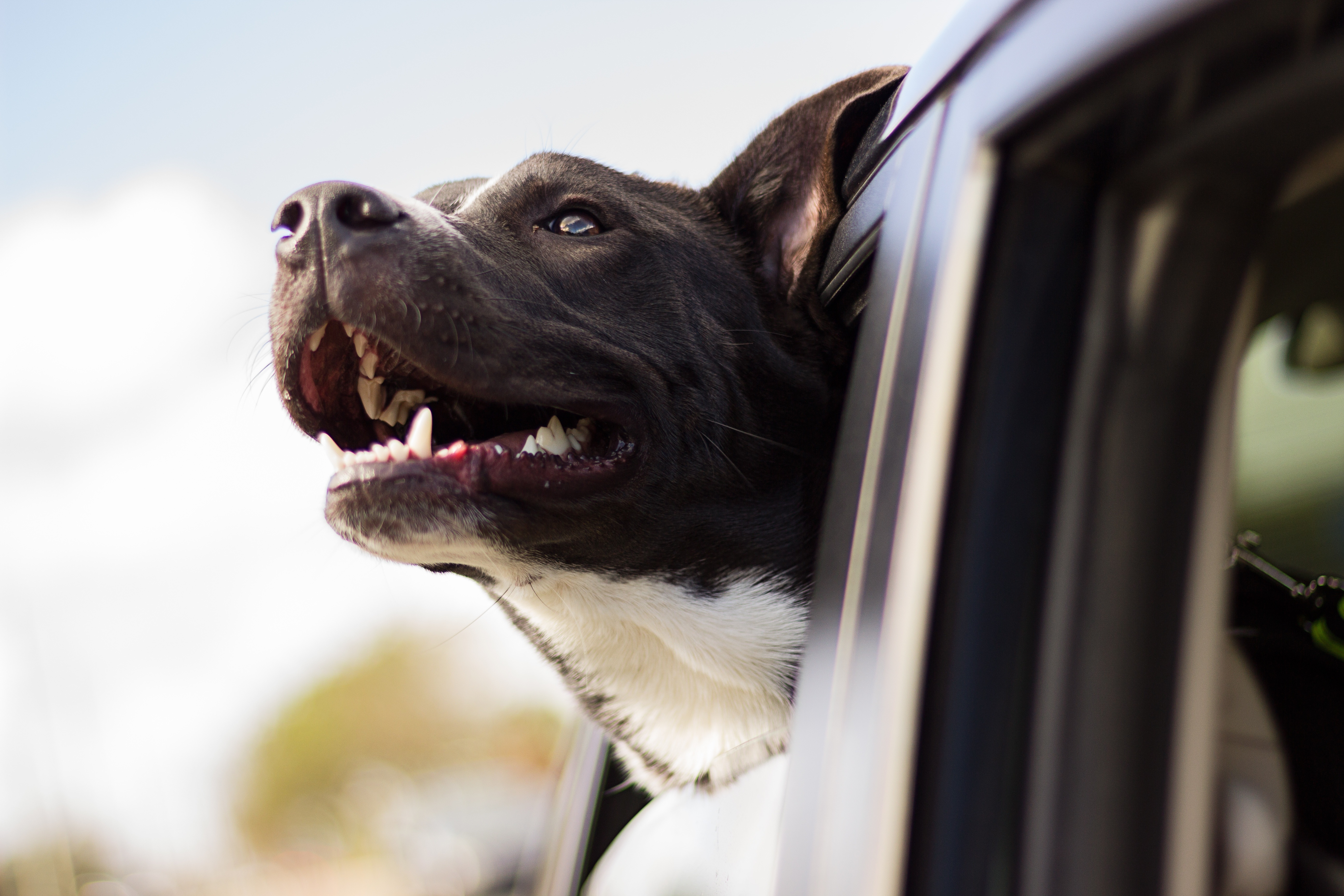 Download mobile wallpaper Muzzle, Dog, Wind, Animals, Car for free.
