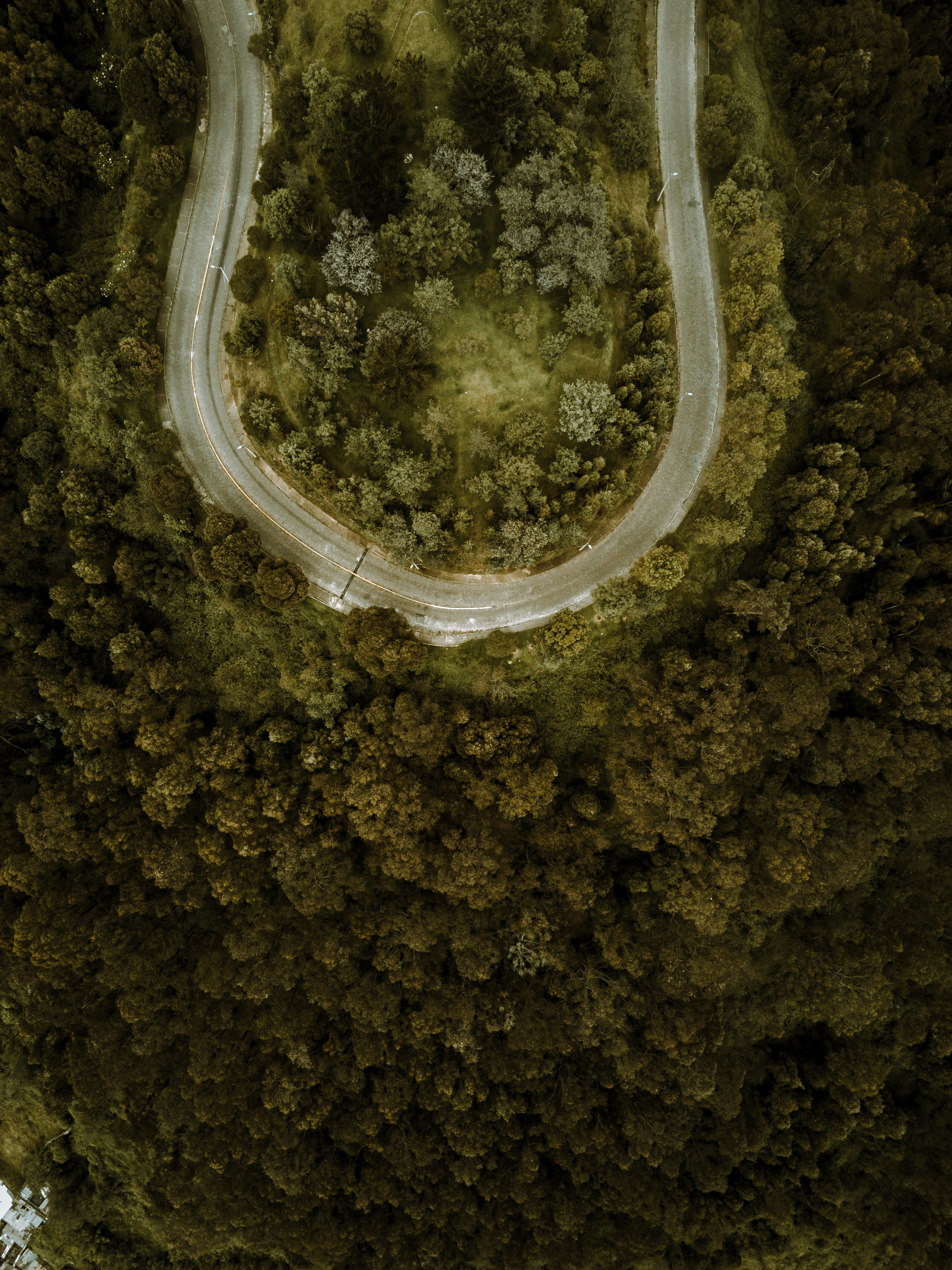 view from above, nature, road, turn, forest, winding, sinuous