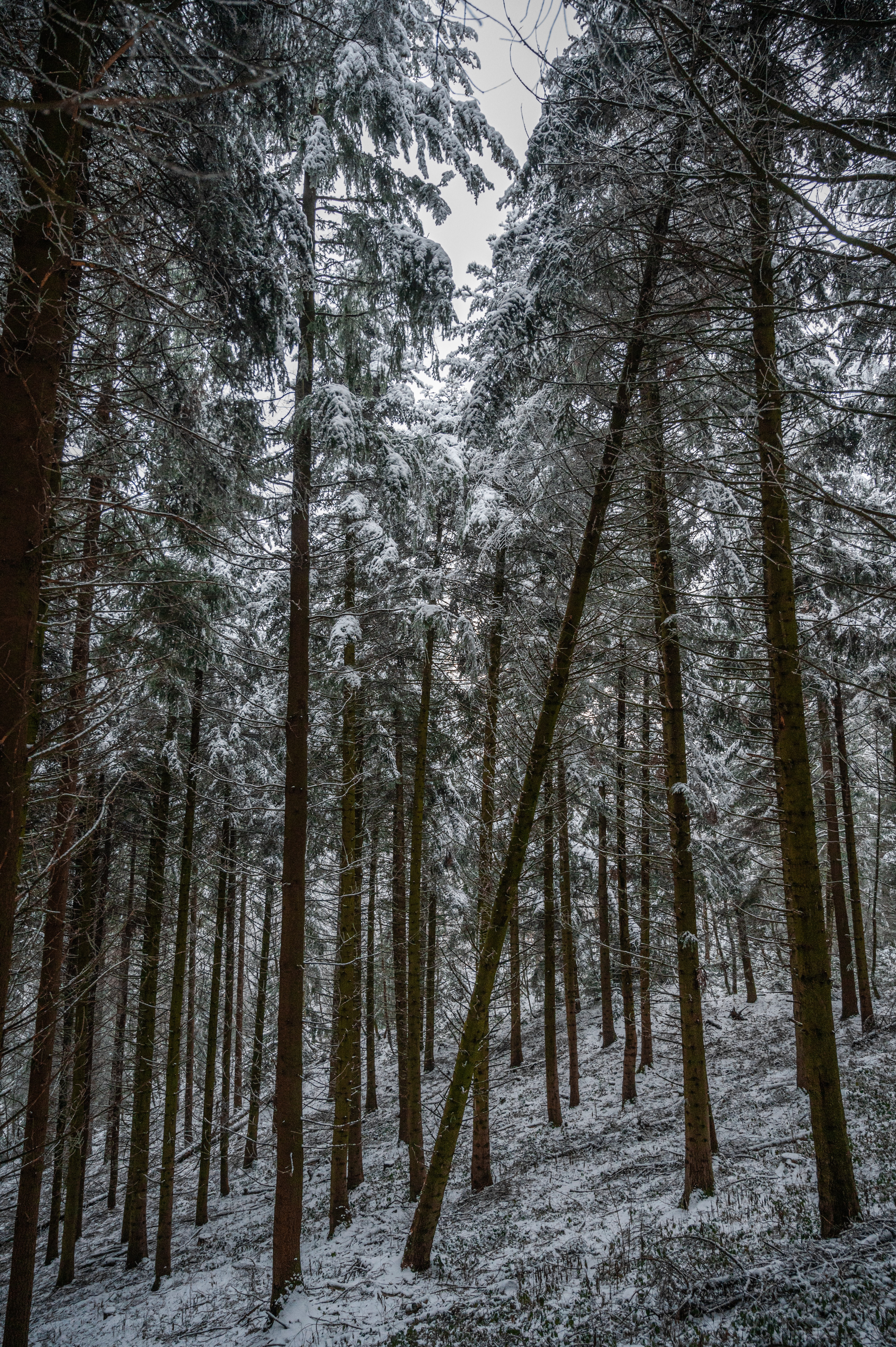 Handy-Wallpaper Winter, Bäume, Kiefer, Schnee, Wald, Natur kostenlos herunterladen.