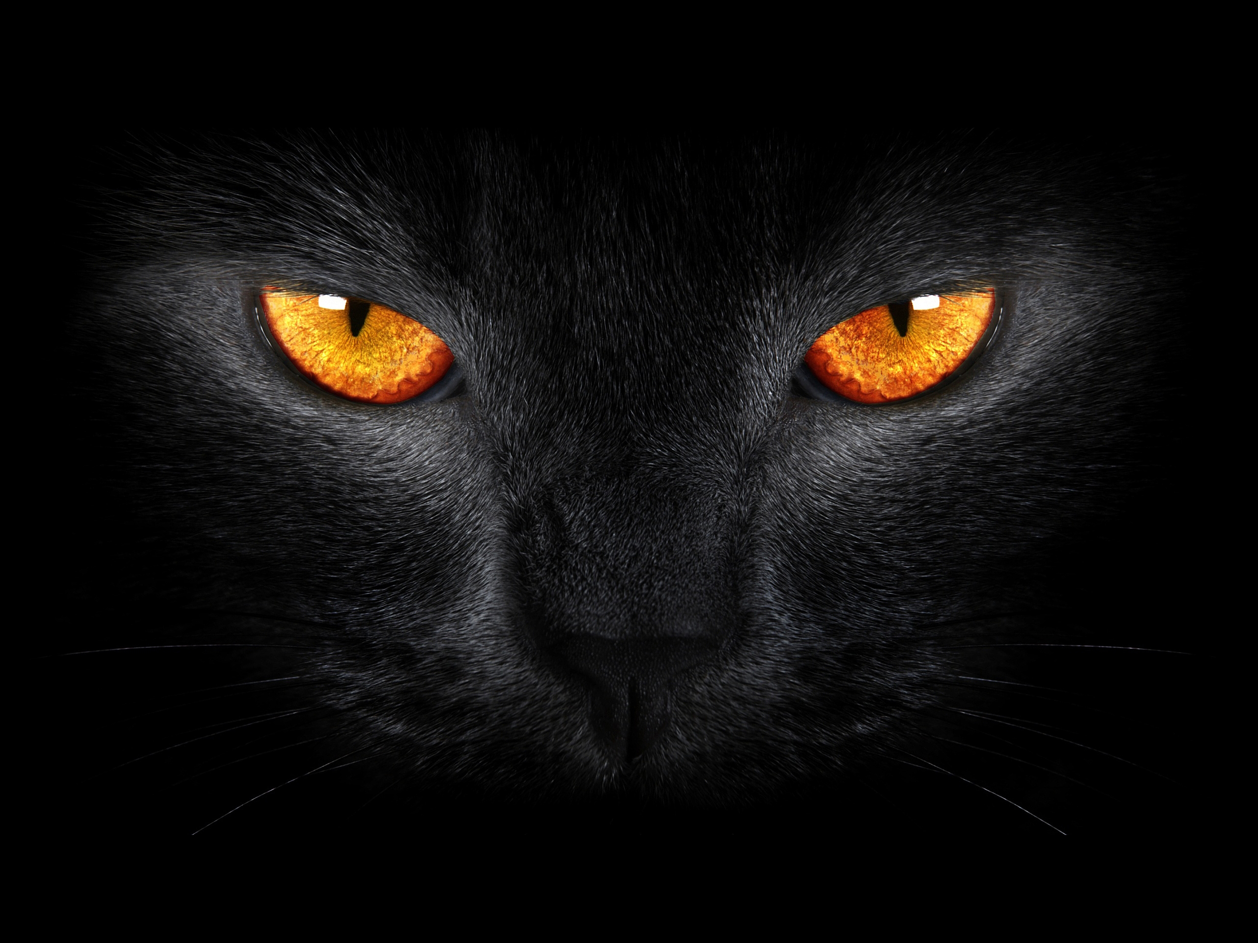 Download mobile wallpaper Cats, Cat, Animal, Eye for free.