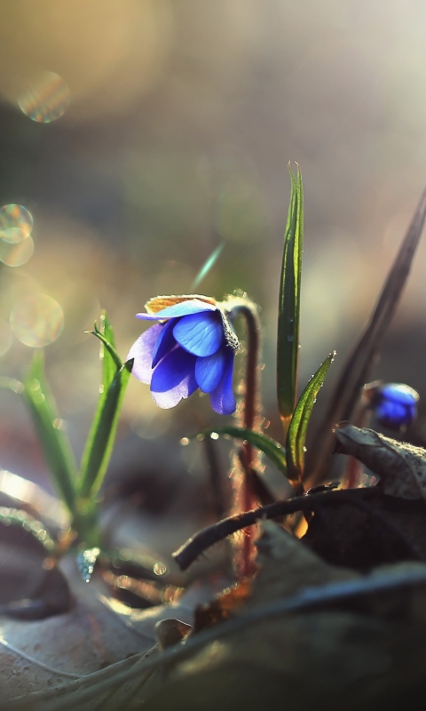 Download mobile wallpaper Nature, Flowers, Flower, Macro, Leaf, Earth, Bokeh, Sunny, Blue Flower for free.